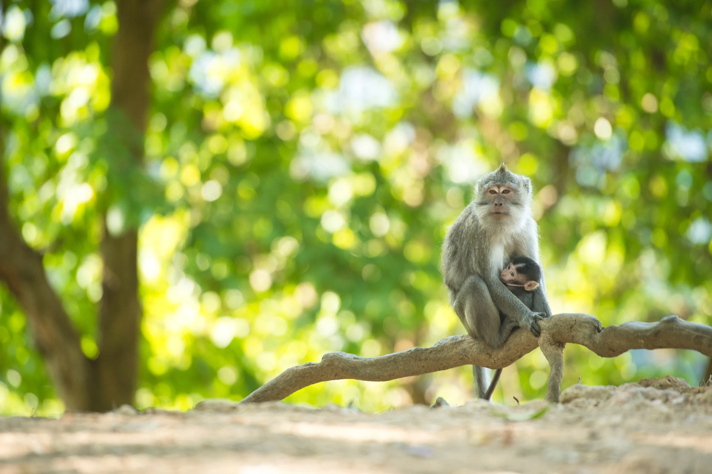 ID - Accommodatie - The Lombok Lodge Hotel - Monkey Forest.webp