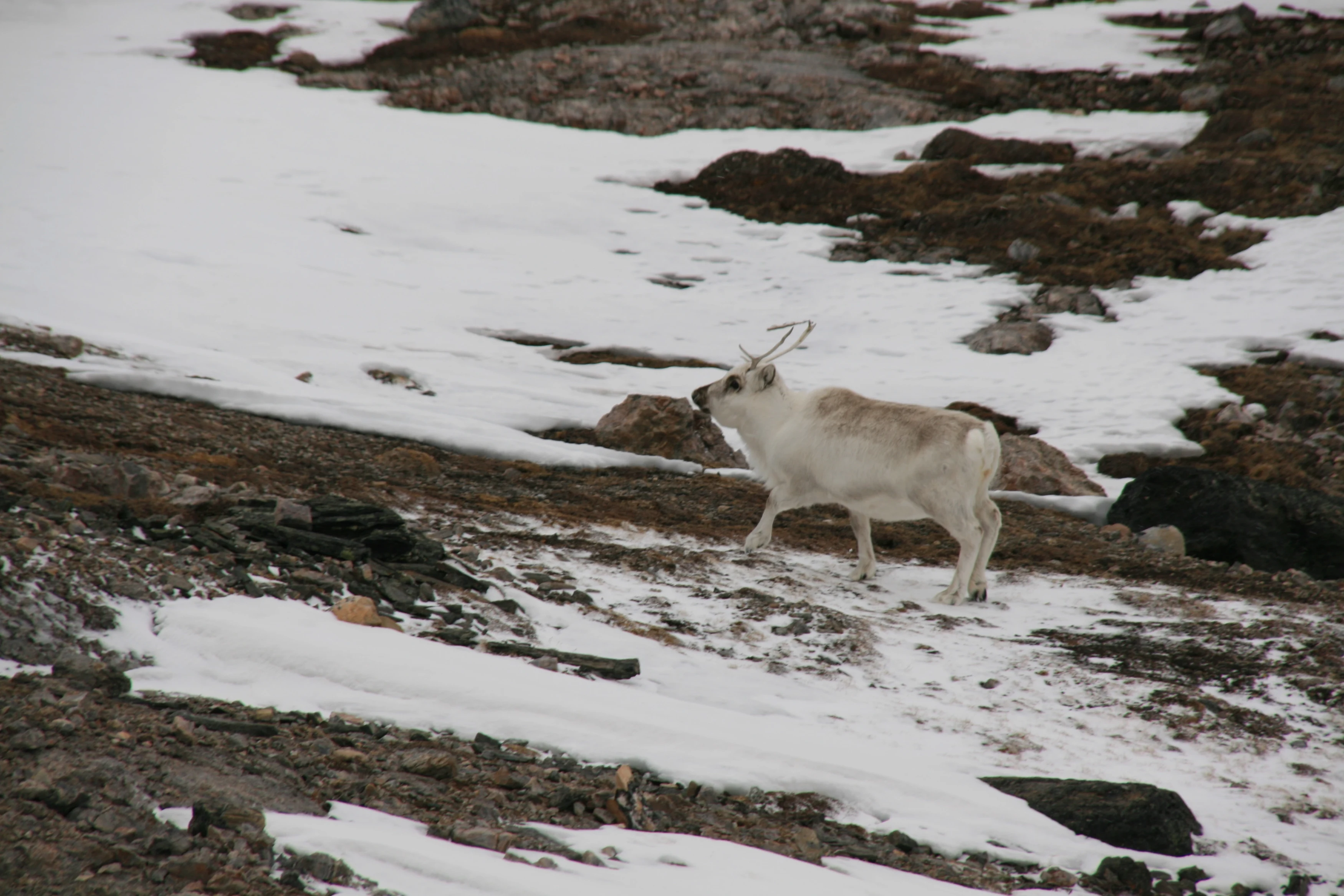 NO - Arctic - rendier.webp