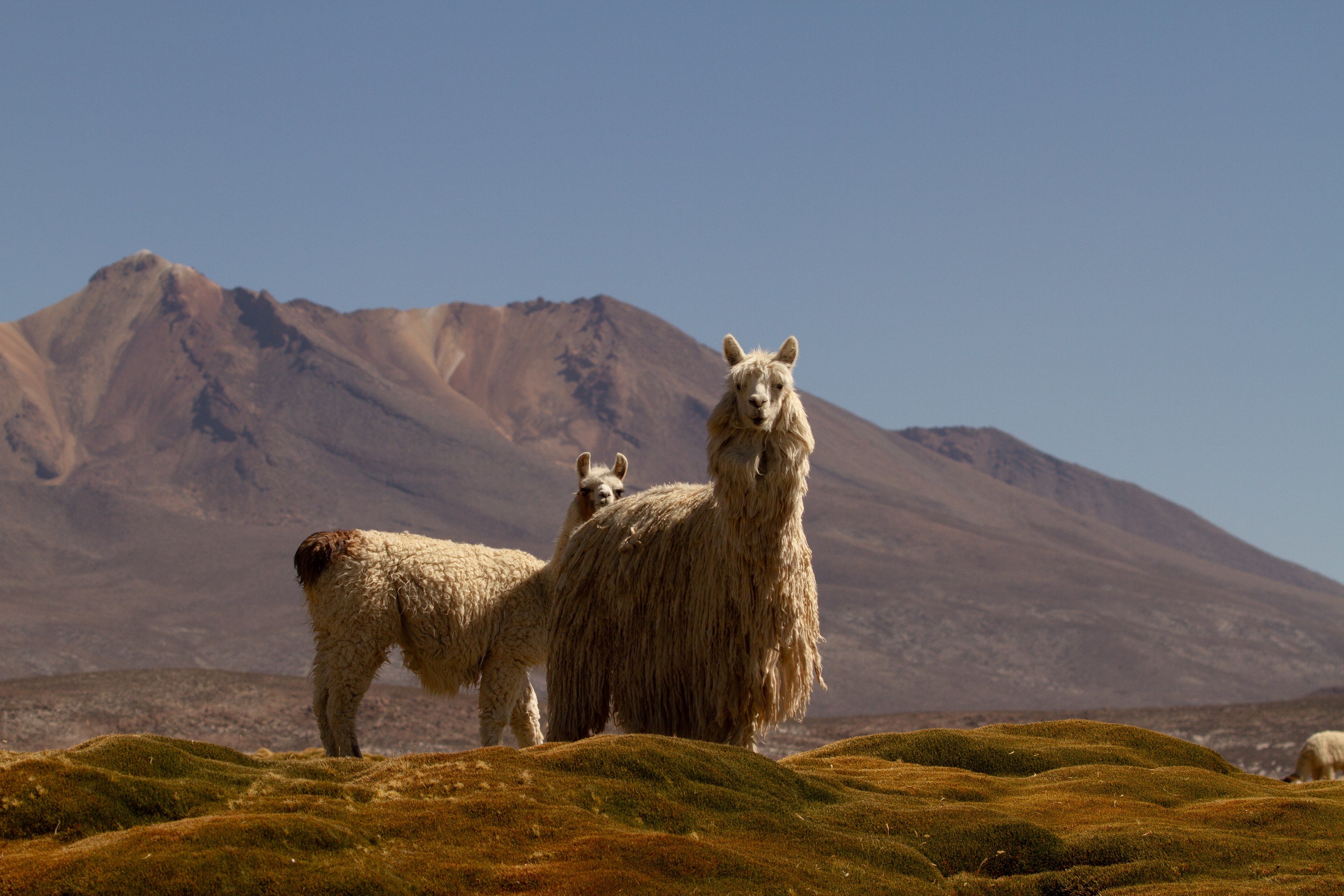 PE - Accommodatie - PUQIO- alpaca.jpg
