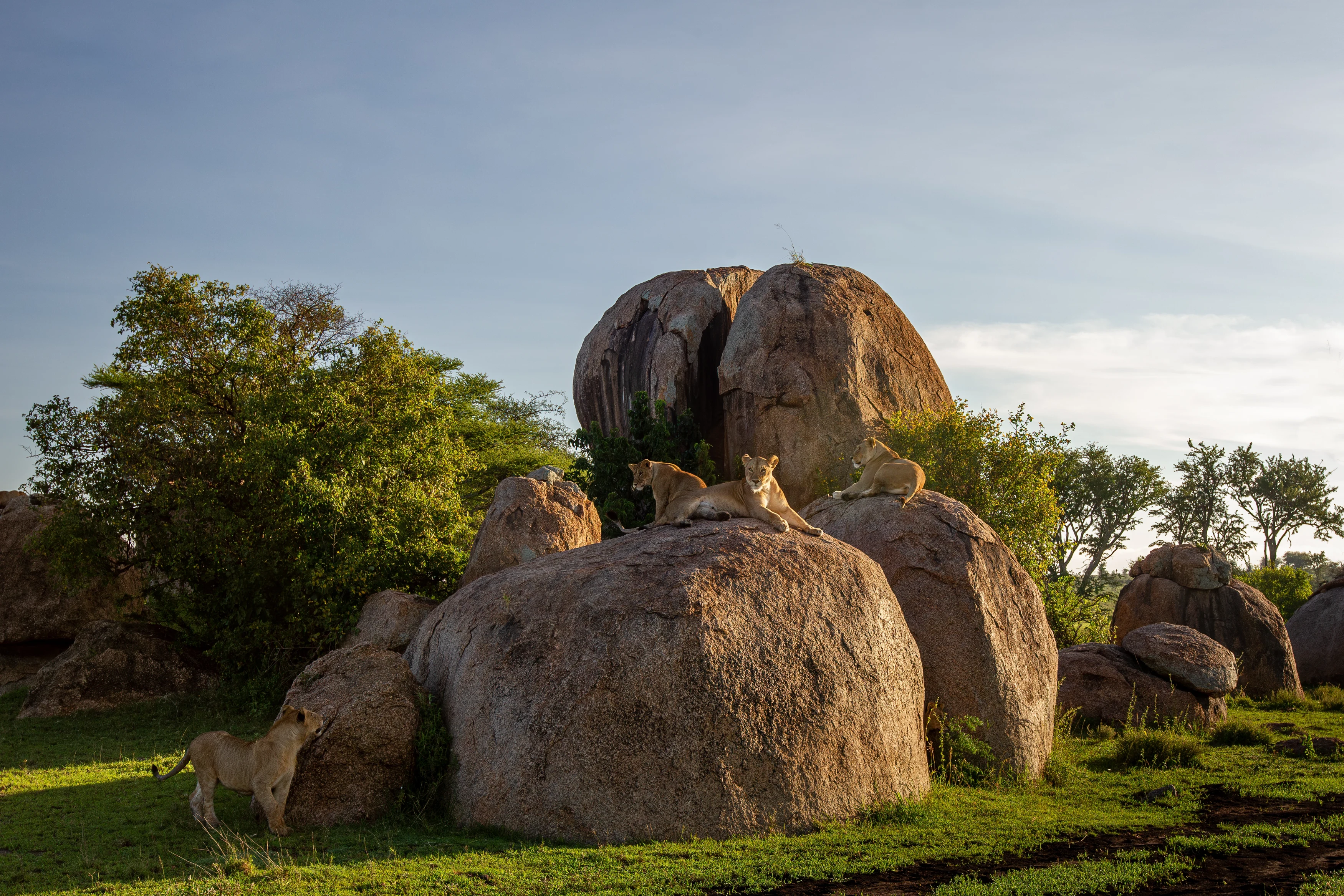 TZ-Usawa Serengeti-lions on kopjes.webp