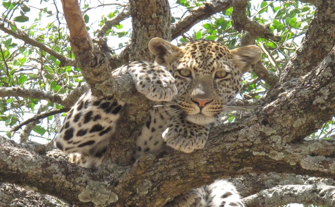 TZ - Dunia Camp - Leopard.webp