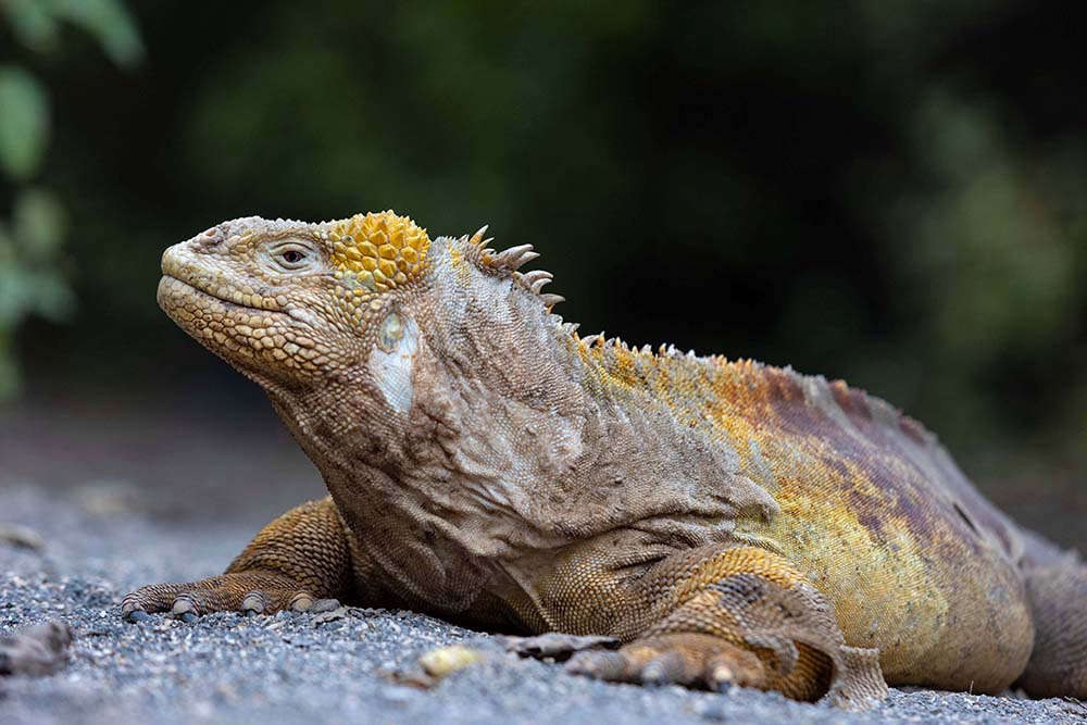 EC-Tour-Aqua-Mare-Land-iguanas-day8-compressed.jpg