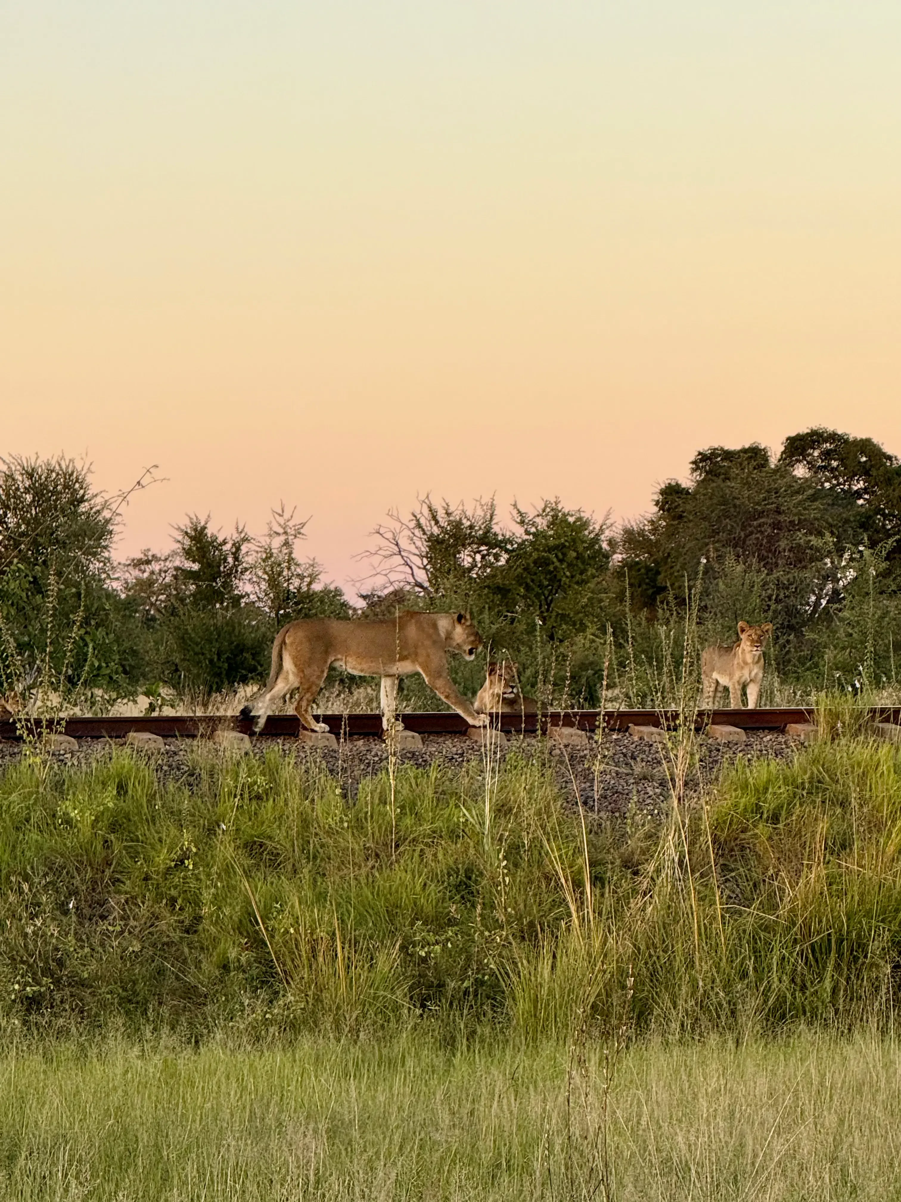 ZW-Hwange LInkwasha-Welpjes op de spoorlijn.webp