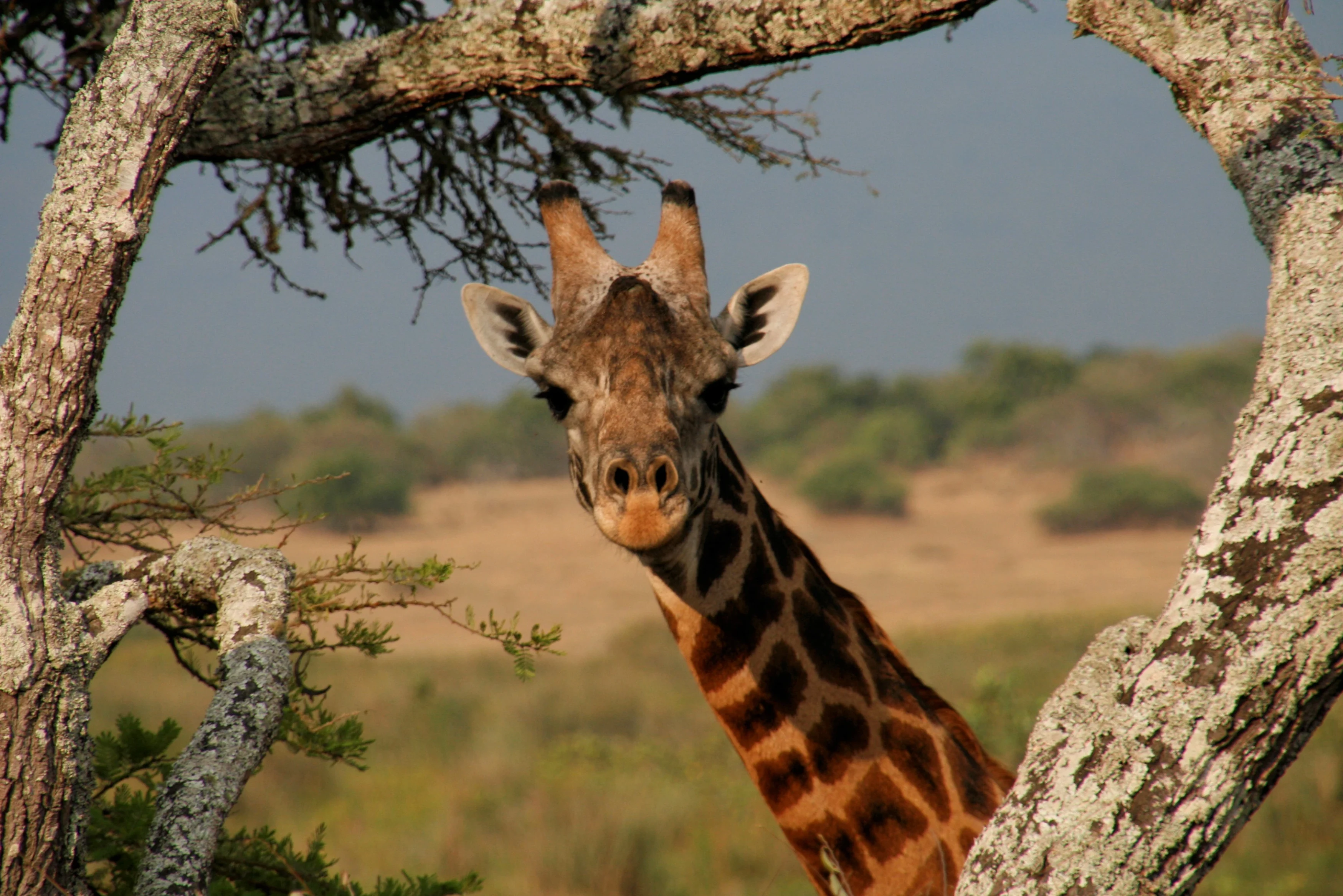 RW - Akagera - giraffe.webp