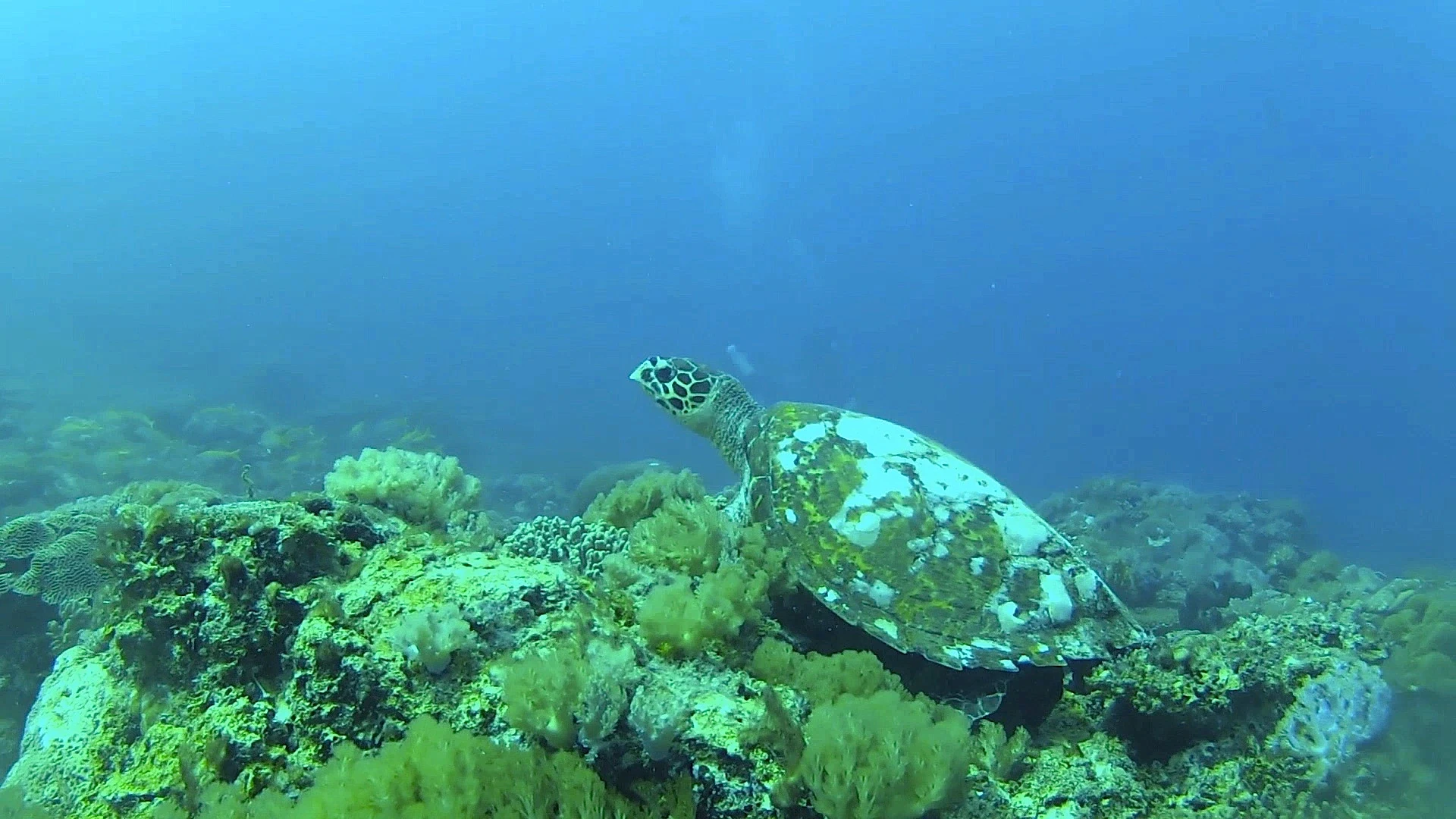 Tanzania - Fanjove Island - underwater - turtle.webp