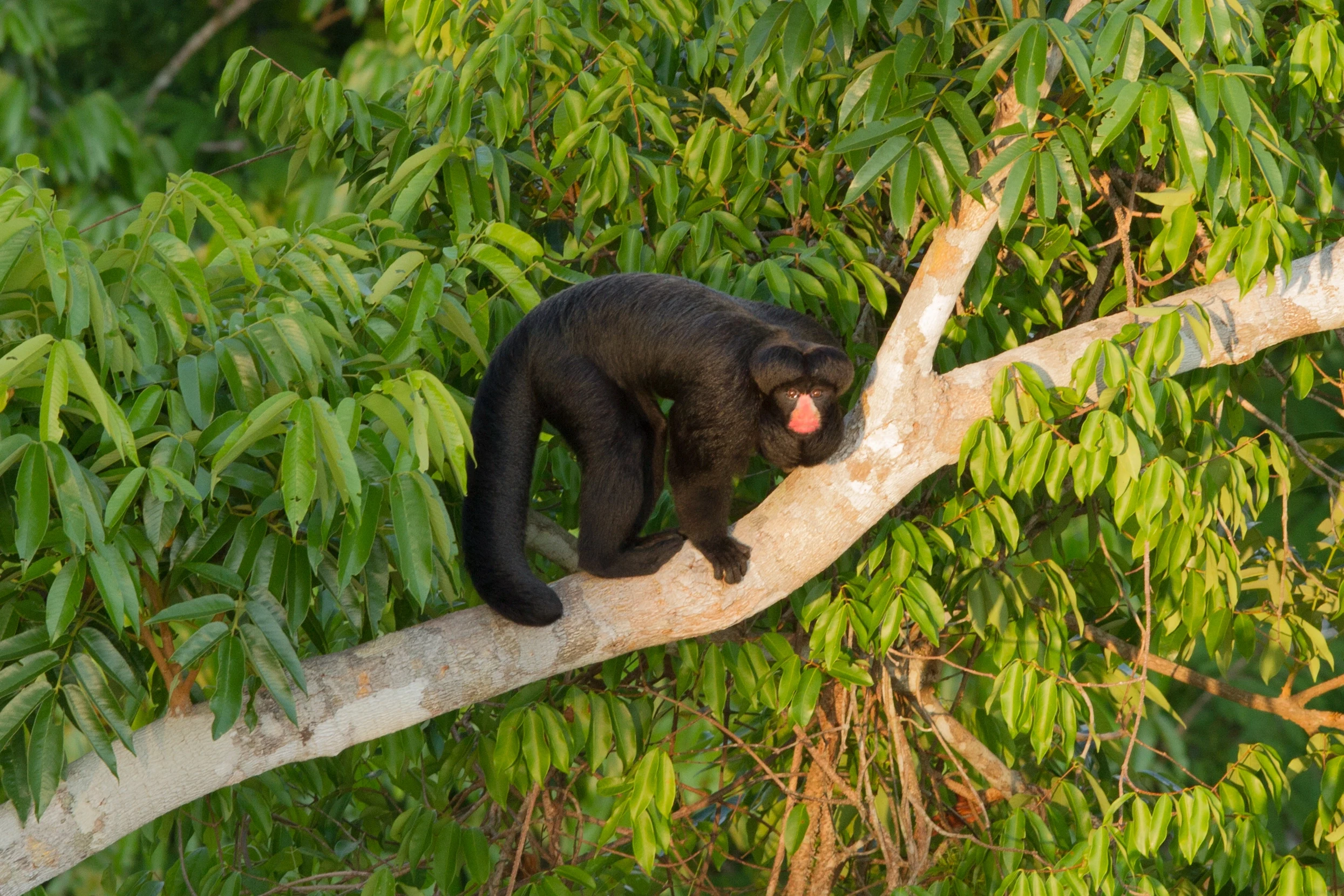 BR-Cristalino-White-nosed-saki monkey-By-Jorge Lopes (1).webp