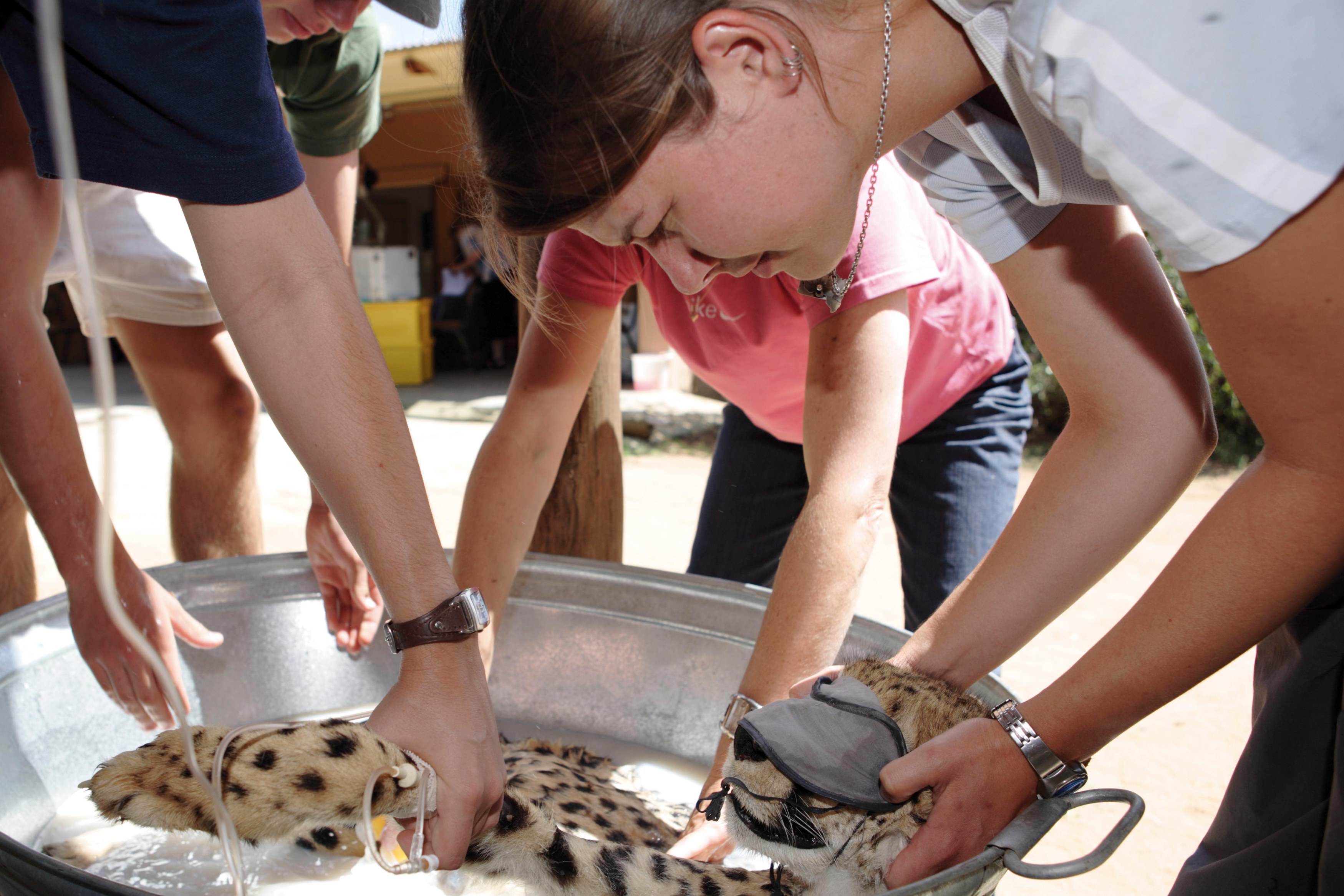 NA-Okonjima- AfriCat Foundation at work (7).JPG
