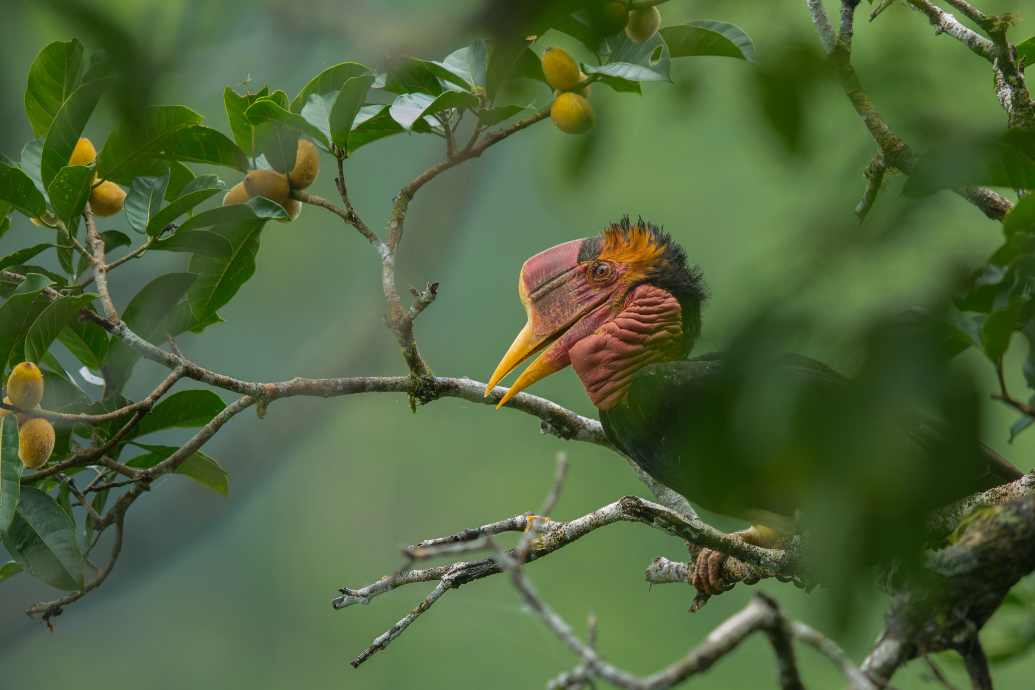 MY-Sabah-Bird (2).jpg