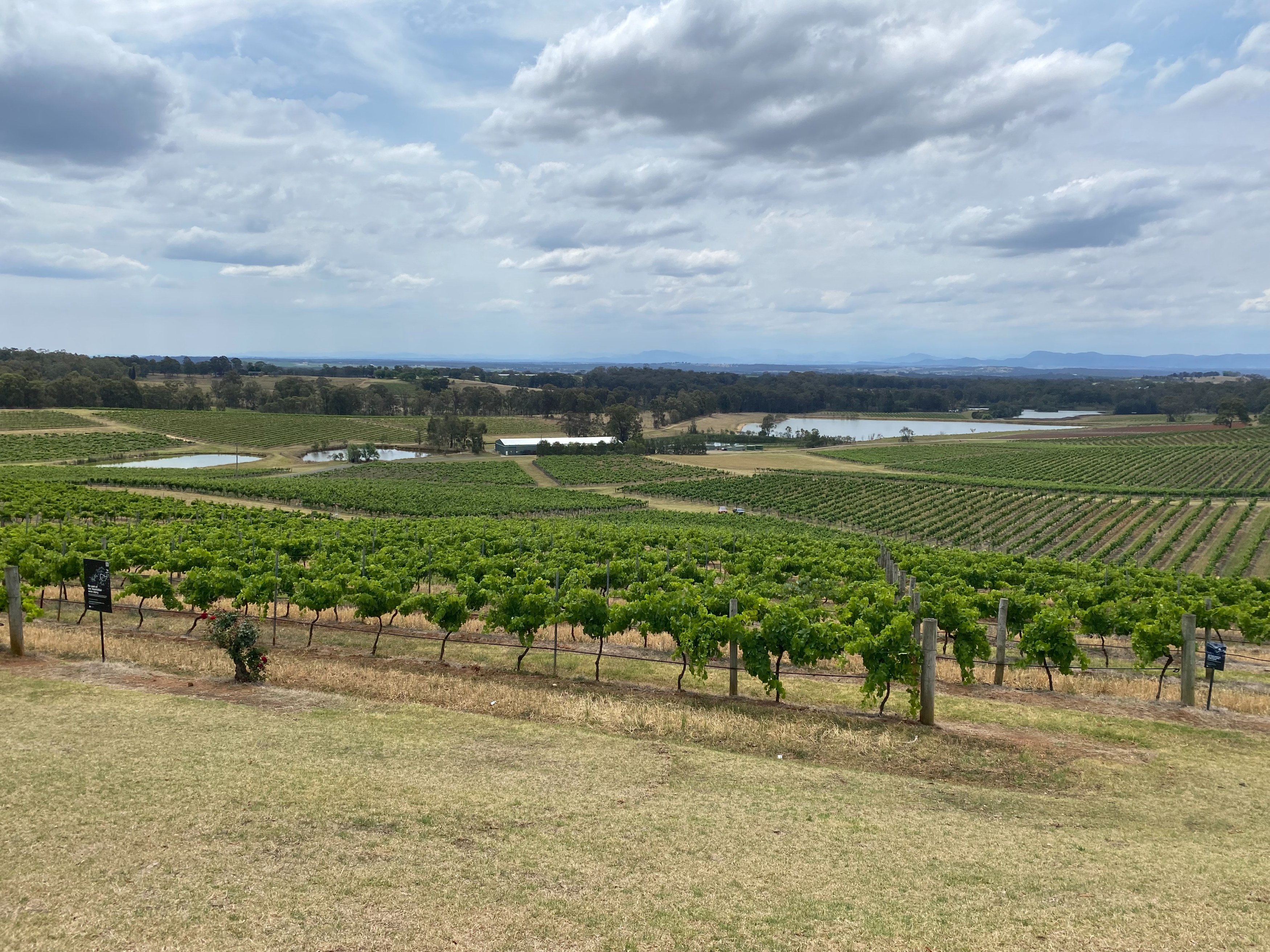 AU - Excursie - Hunter Valley - Vineyard (1).jpg