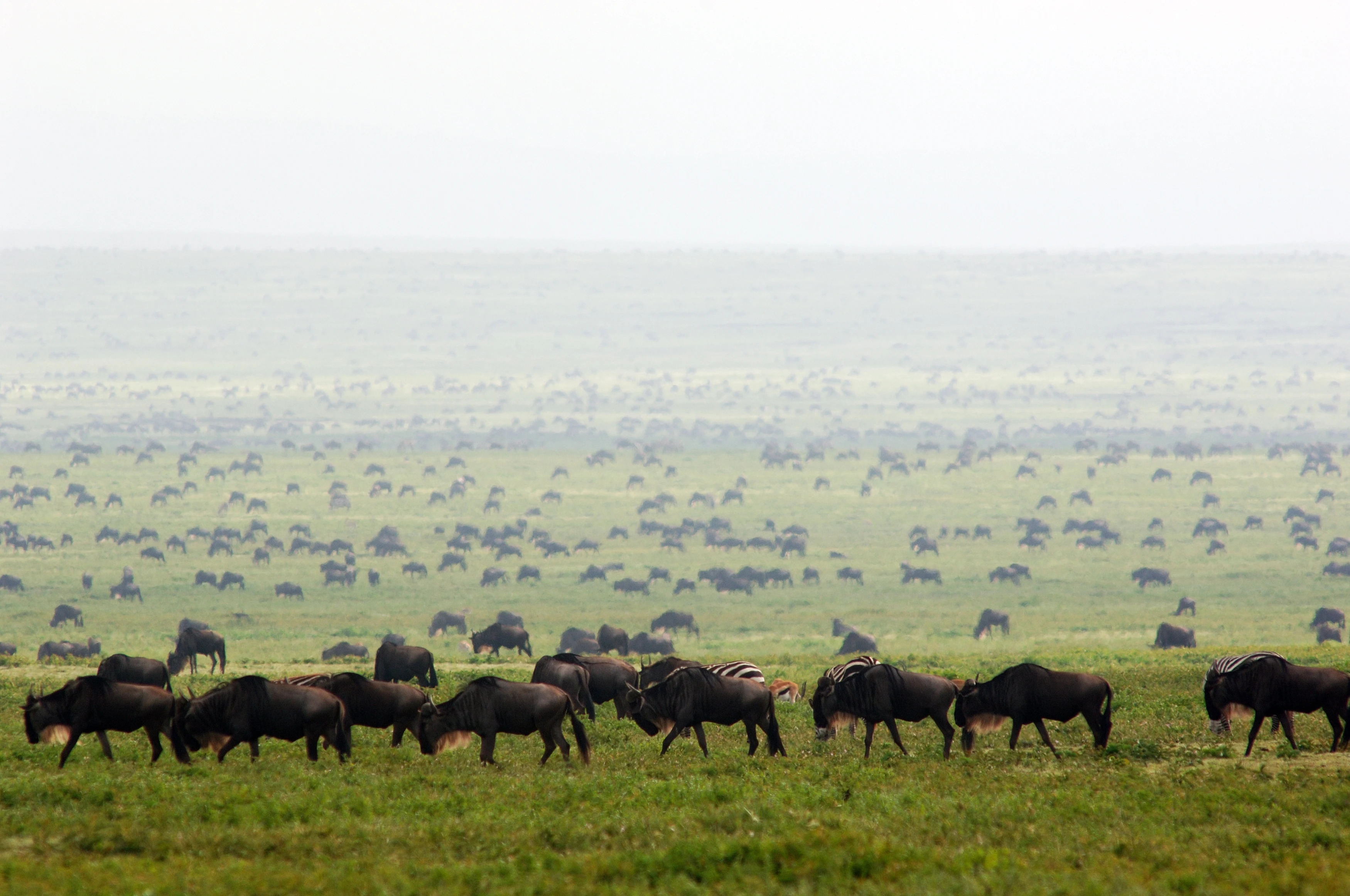 TZ - Dunia Camp - migration.webp