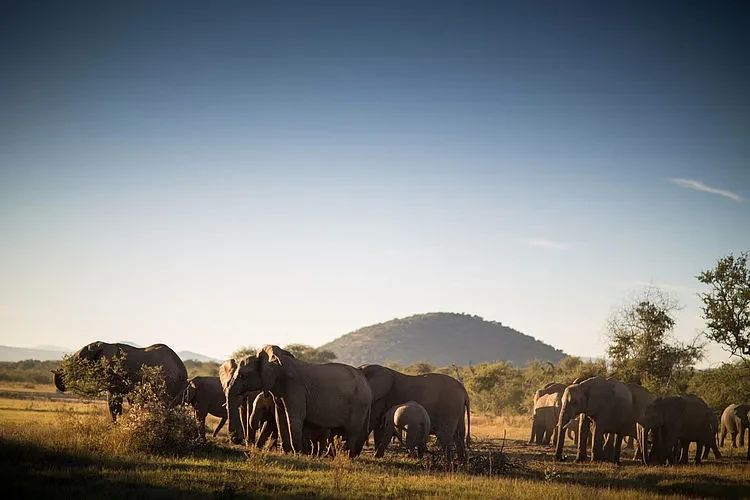 ZA-Jamala_Madikwe_-_Wildlife-1.jpg_09b131abfa.webp