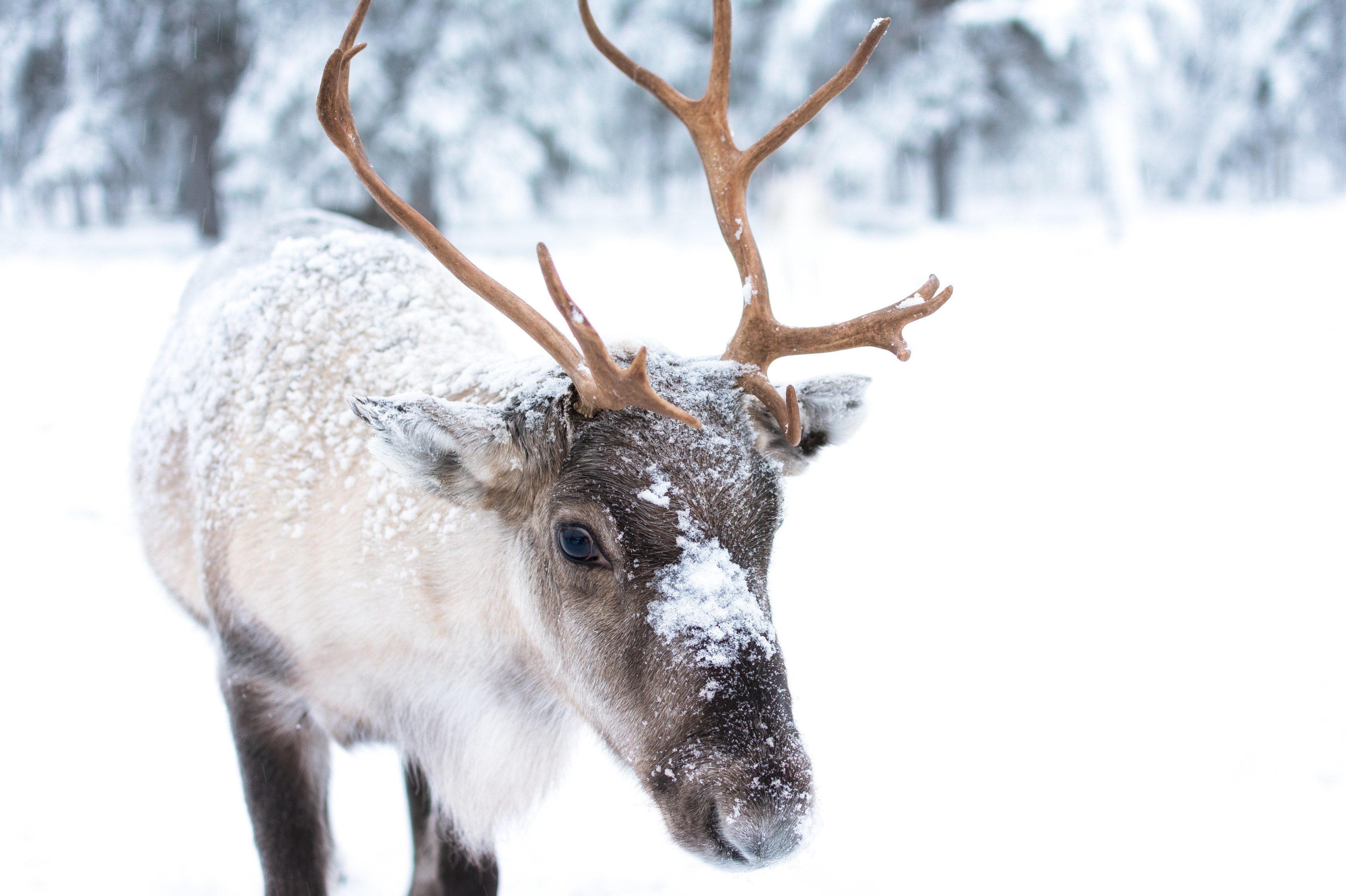 Istock-Lapland-Rendier.jpg