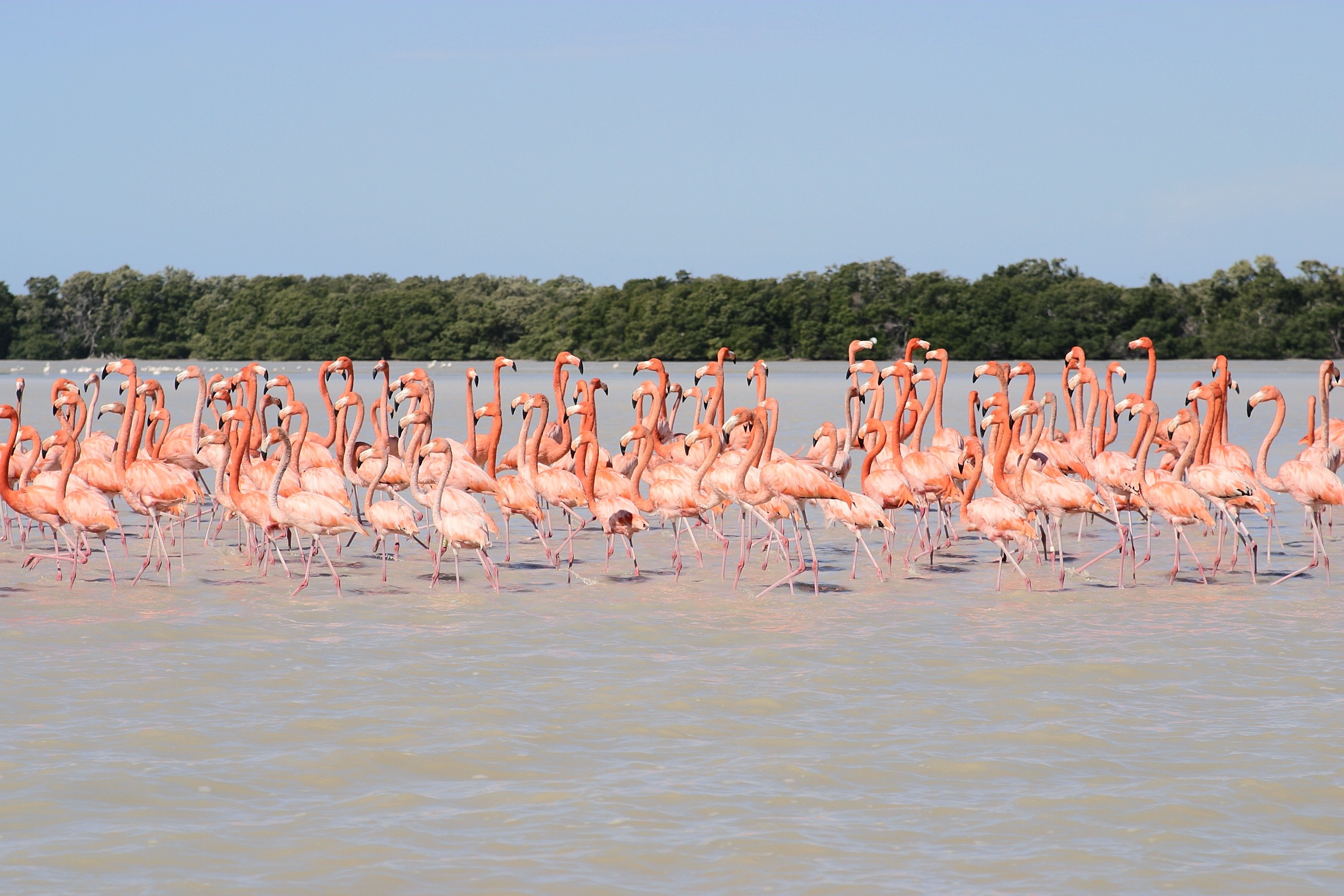 MX - Merida - Celestun - Flamingo (2).jpg