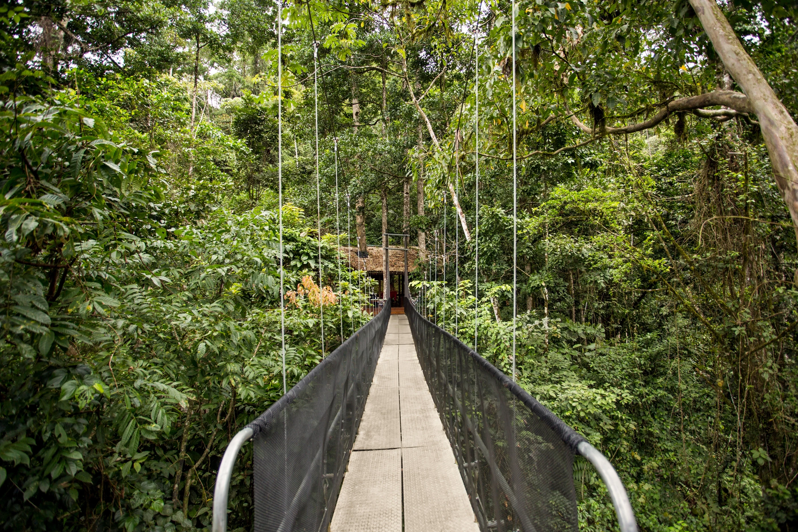 CR-Walking Bridge-Studiereis Marjolein.webp