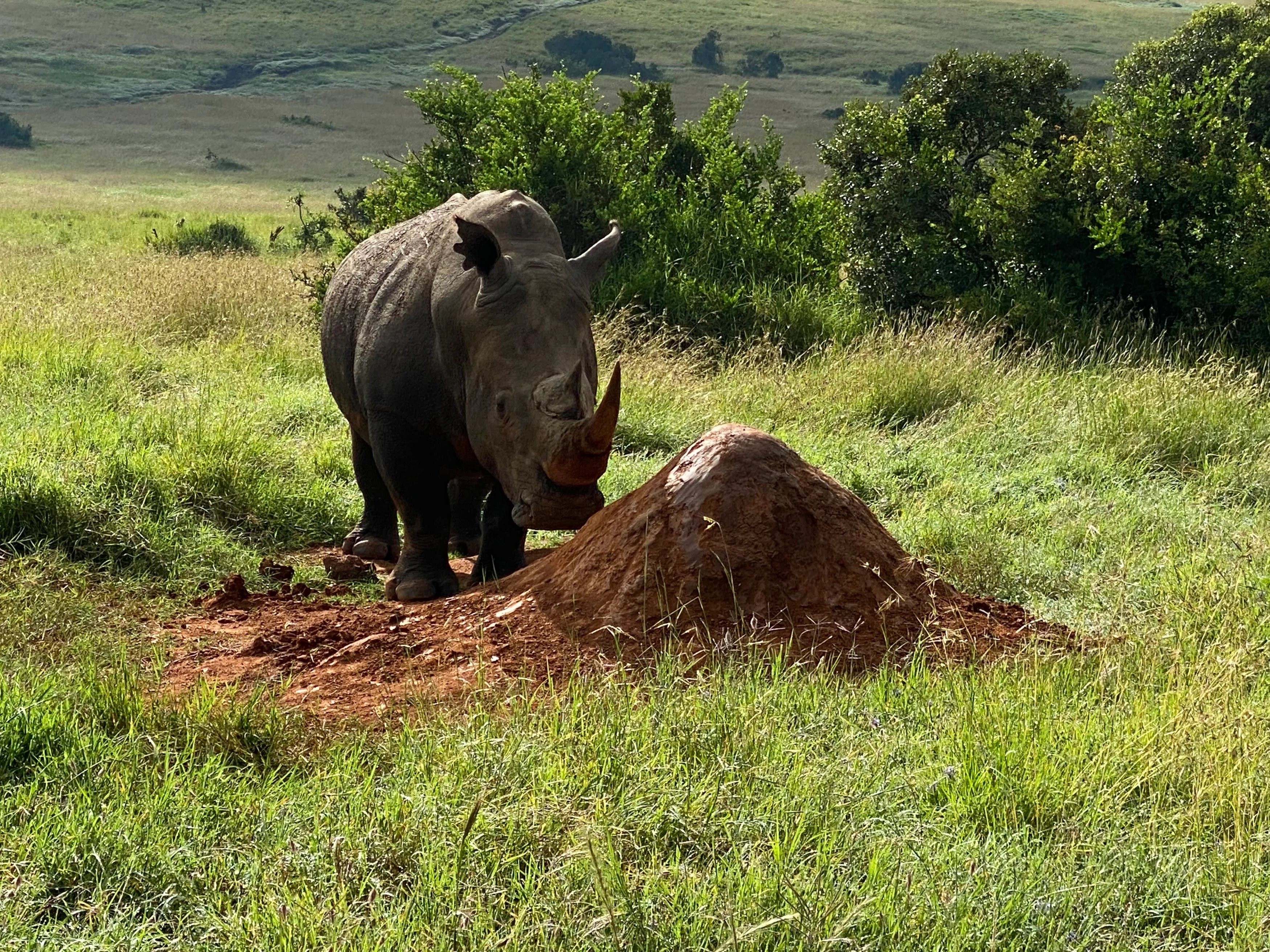 KE-Borana Conservancy-neushoorn.webp