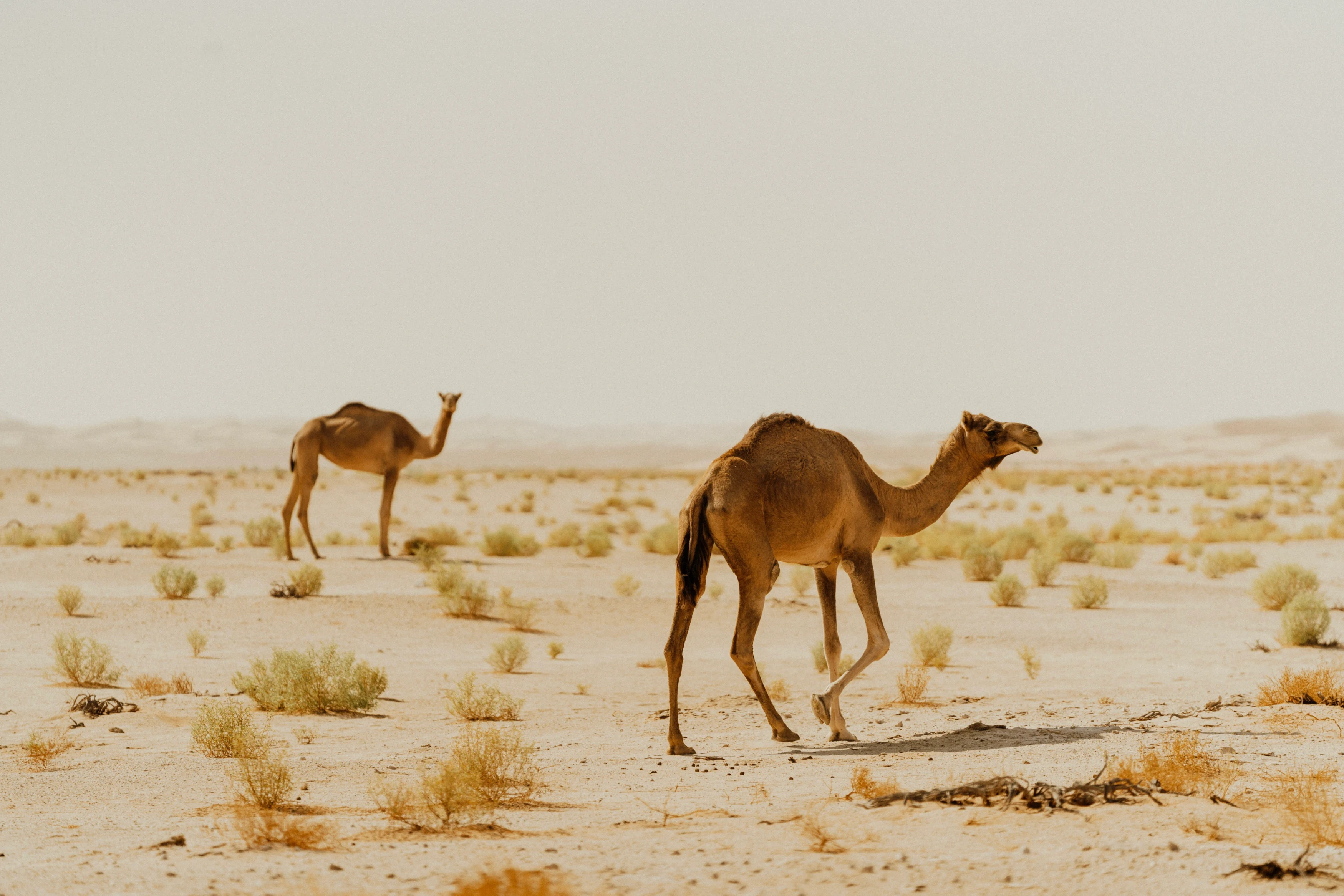 OM - Excursie - Wahibah Sands - Kamelen.webp
