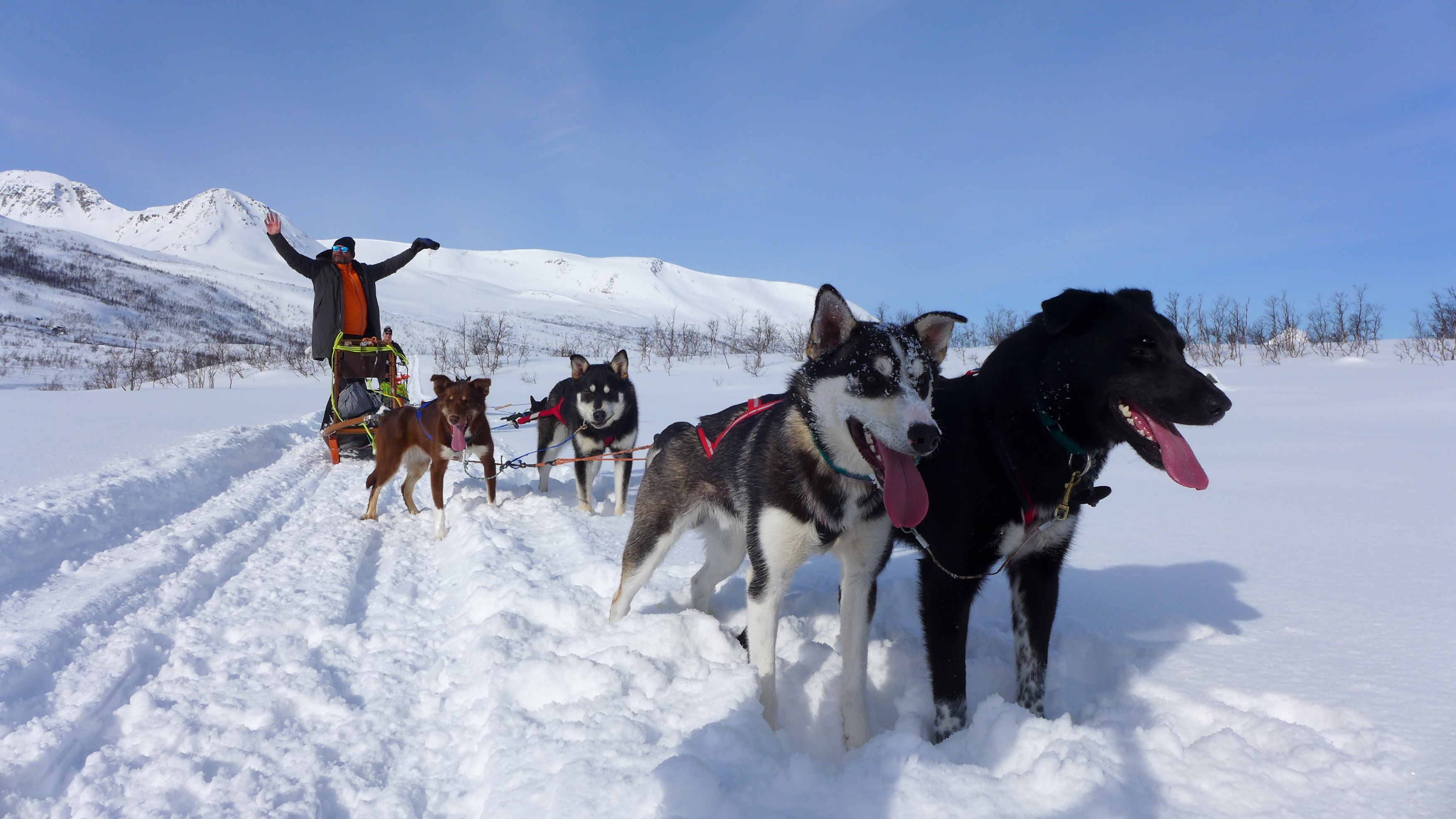 NO-Lynge-Experience-dogsledding (2).JPG