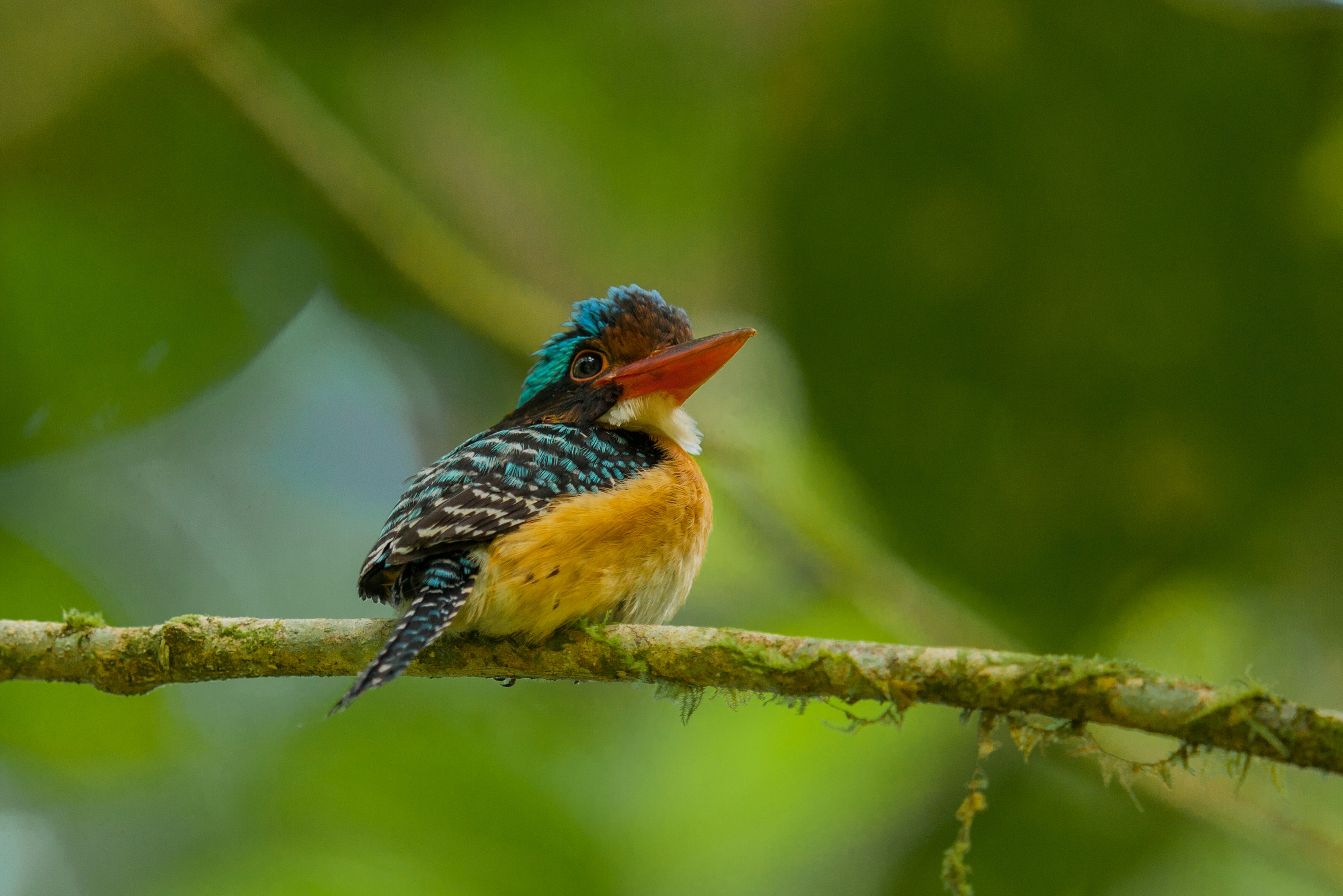 MY- Sabah- Bird.jpg