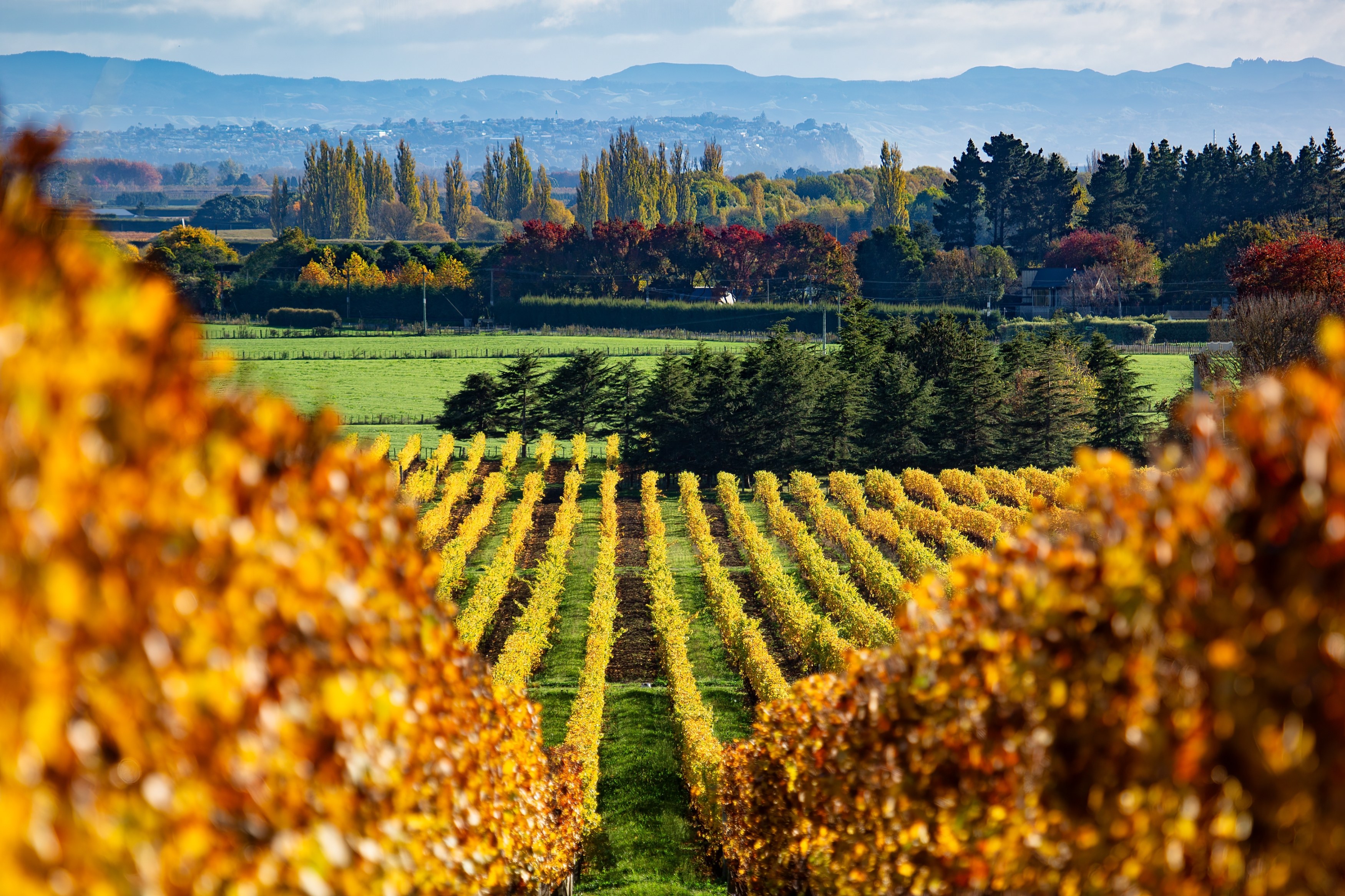 NZ-Hawkes Bay-Winery-Shutterstock (1).jpg