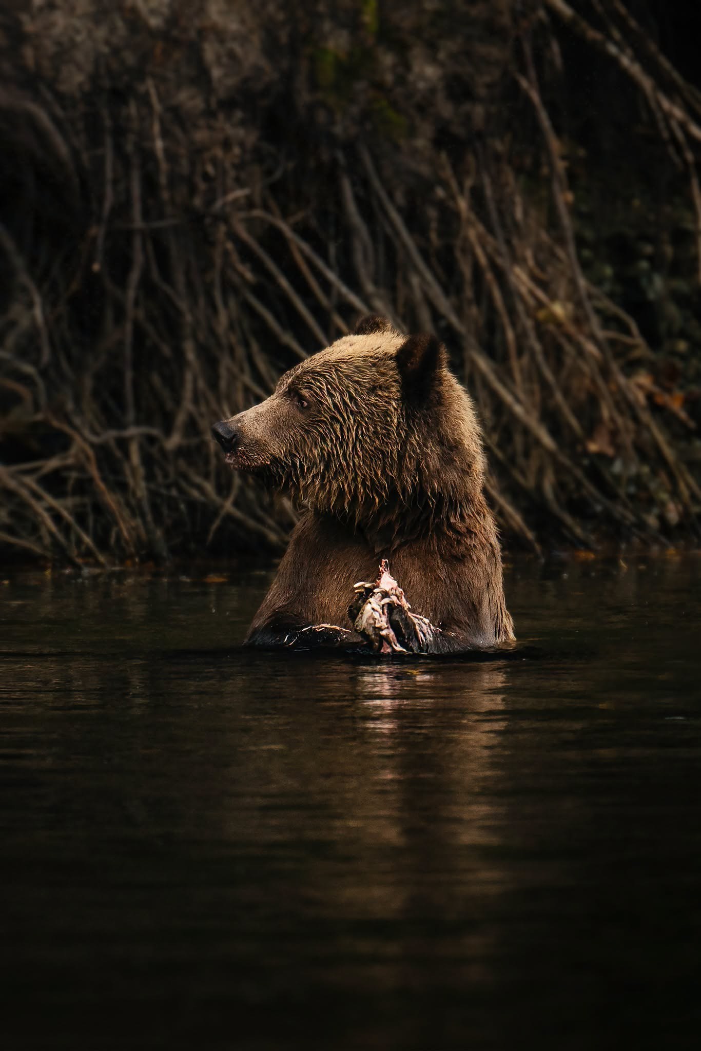 CA-Tweedsmuir Park Lodge- Grizzly.jpeg