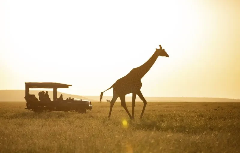 KE-Mara Plains Camp-game drive giraffe.webp