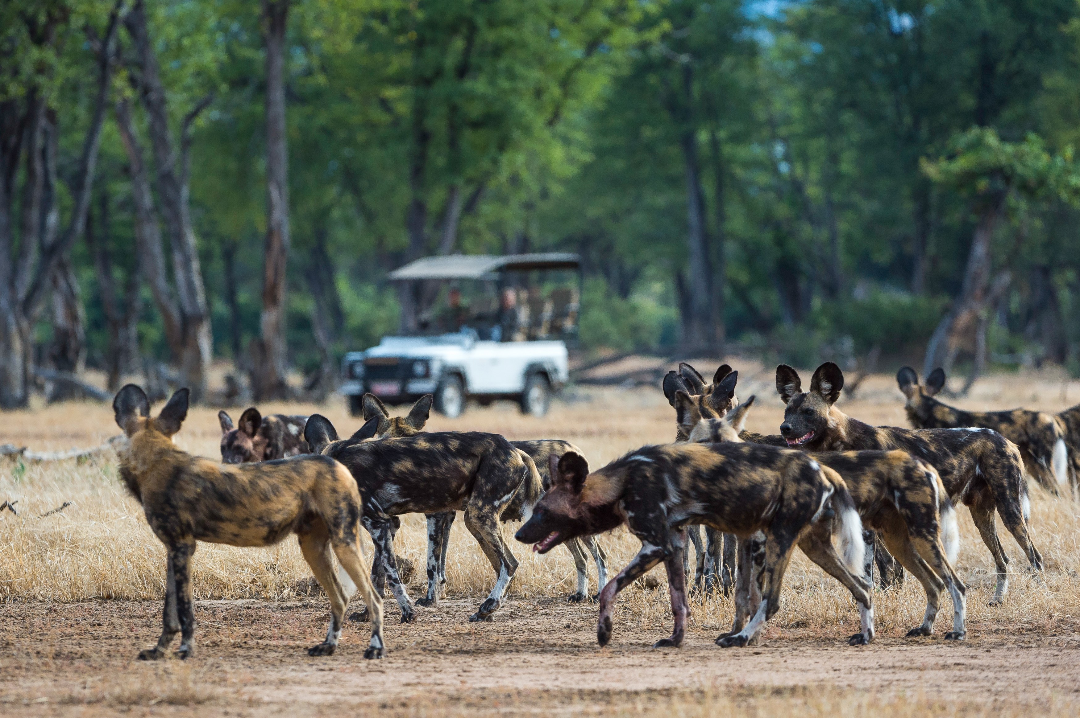 ZW - Ruckomechi Camp - Wild Dogs-1.jpg