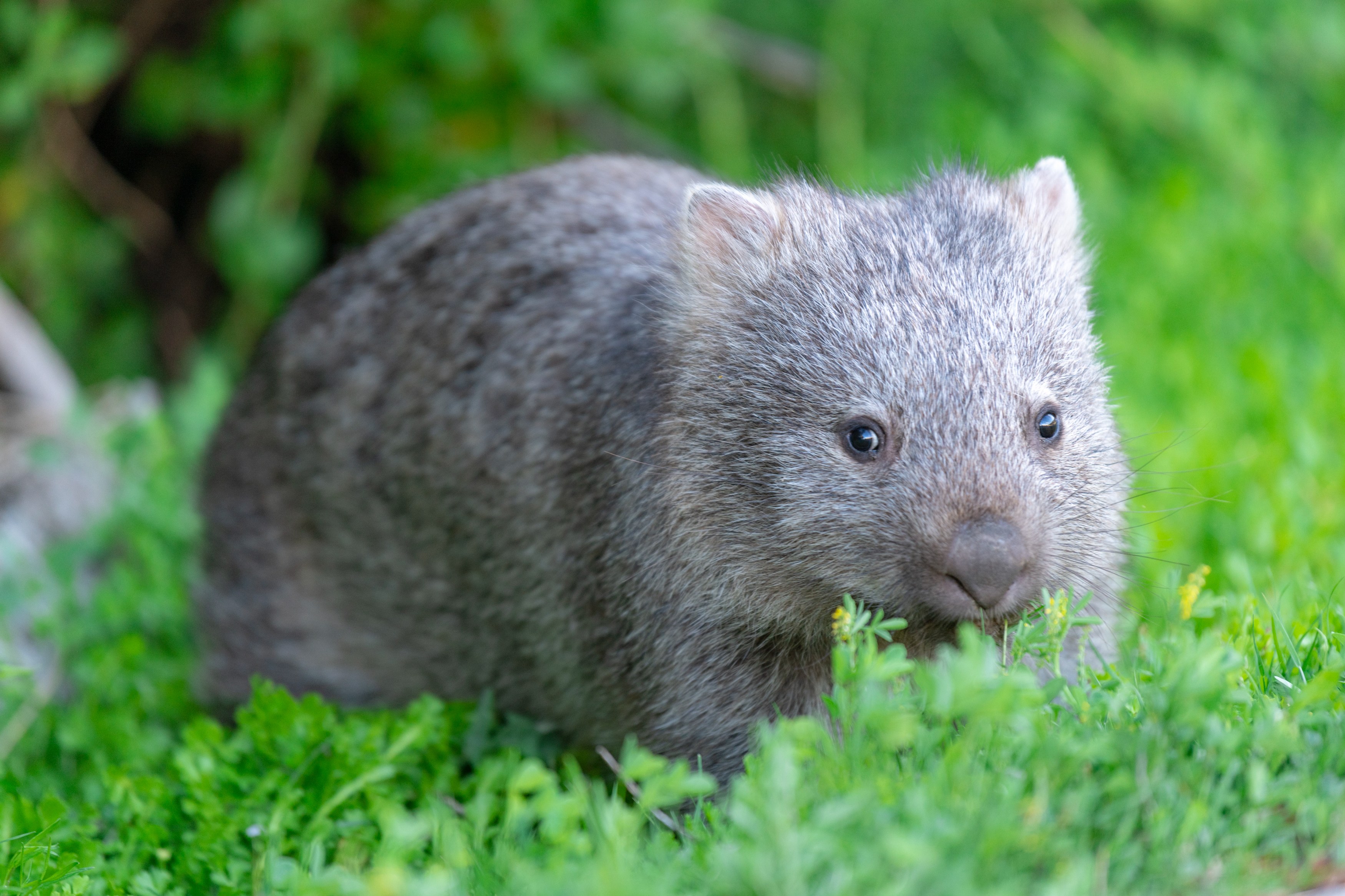 AU - Wombat.jpg