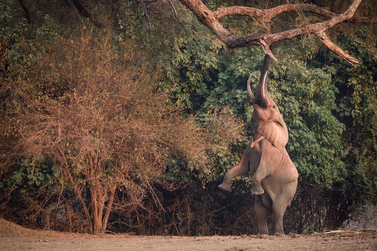 ZW-Chikwenya-elephant.webp