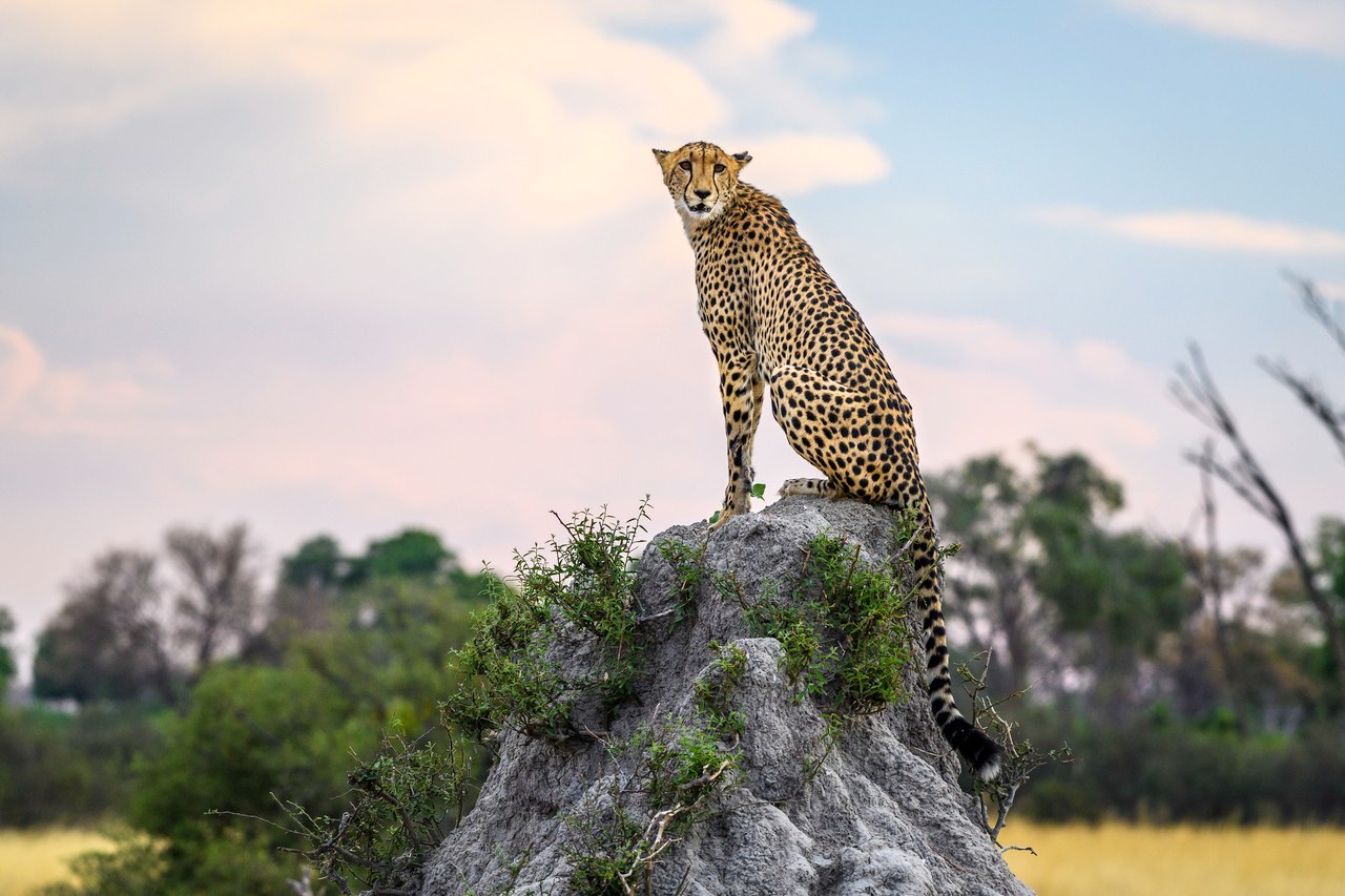 BW-Vumbura Plains-cheetah.jpg