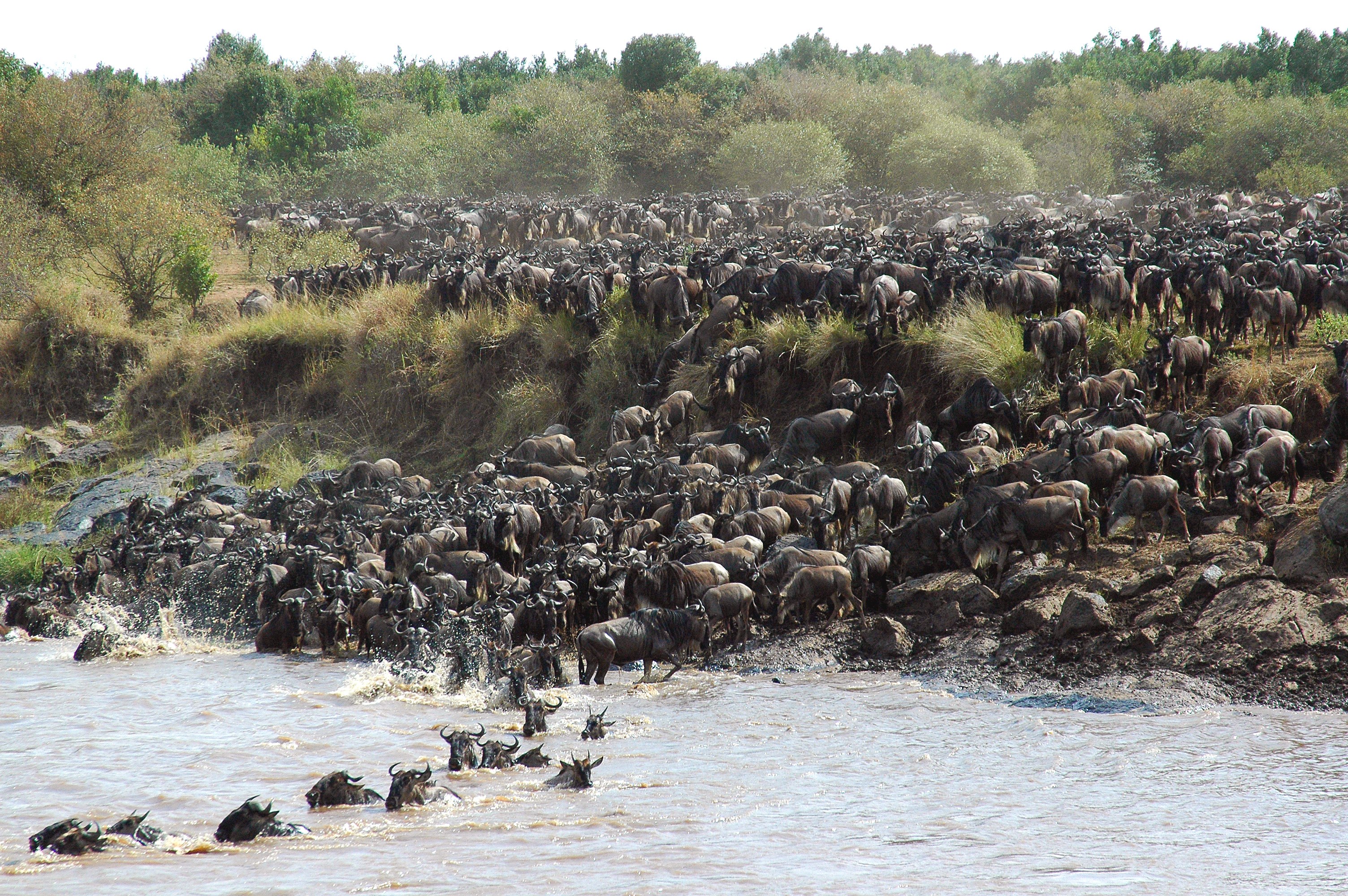 TZ - Migration River Crossing.jpg