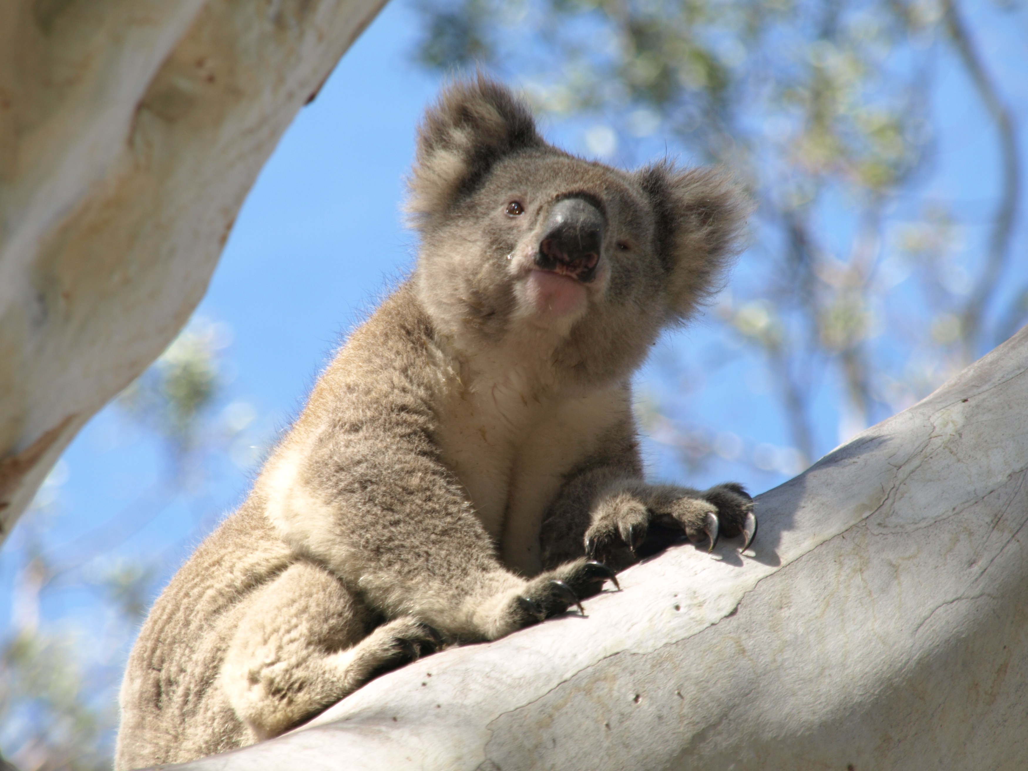AU - Sues koala.JPG