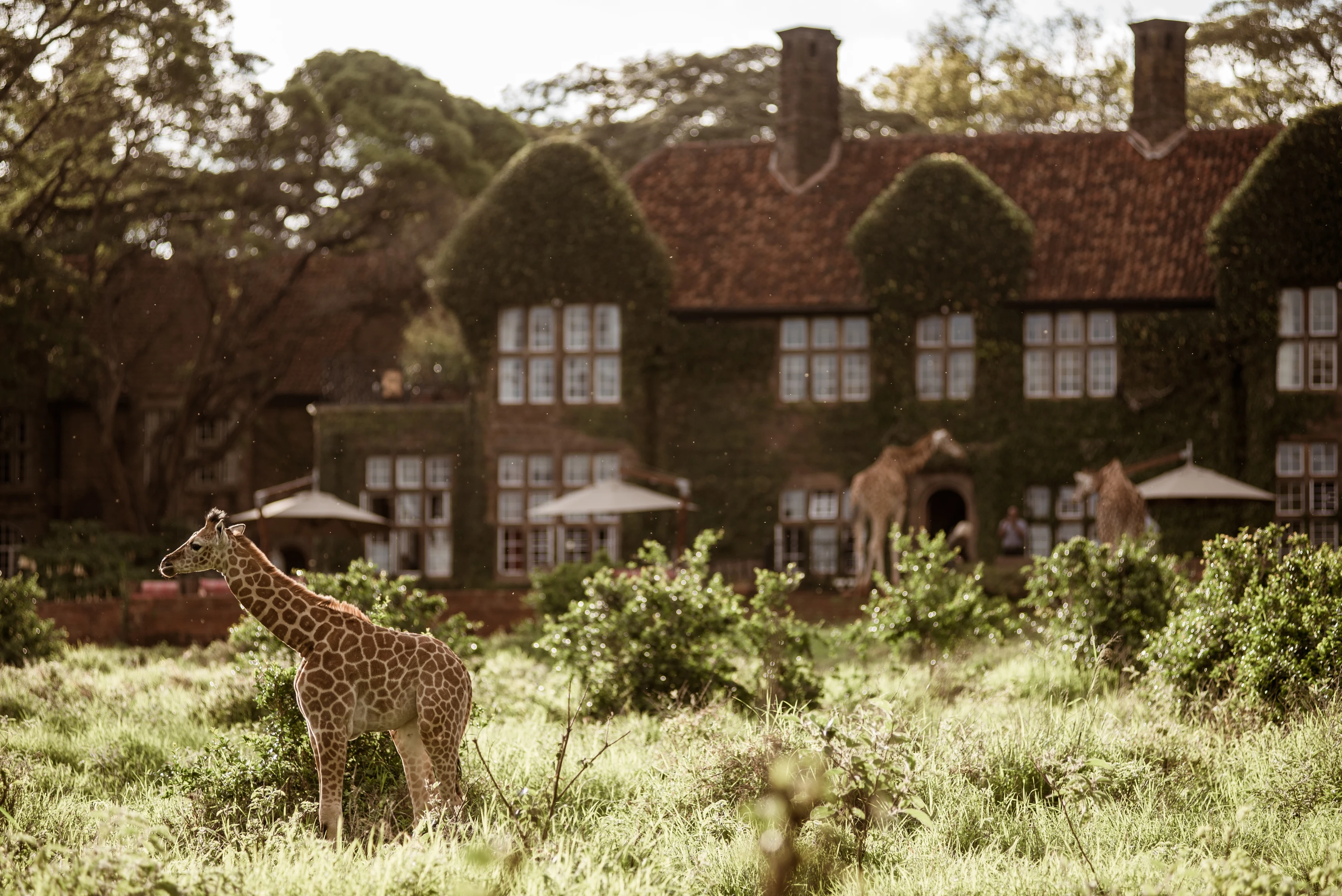KE-GIRAFFE MANOR - Morning visitors - Copyright Classic Portfolio for images used without context.webp