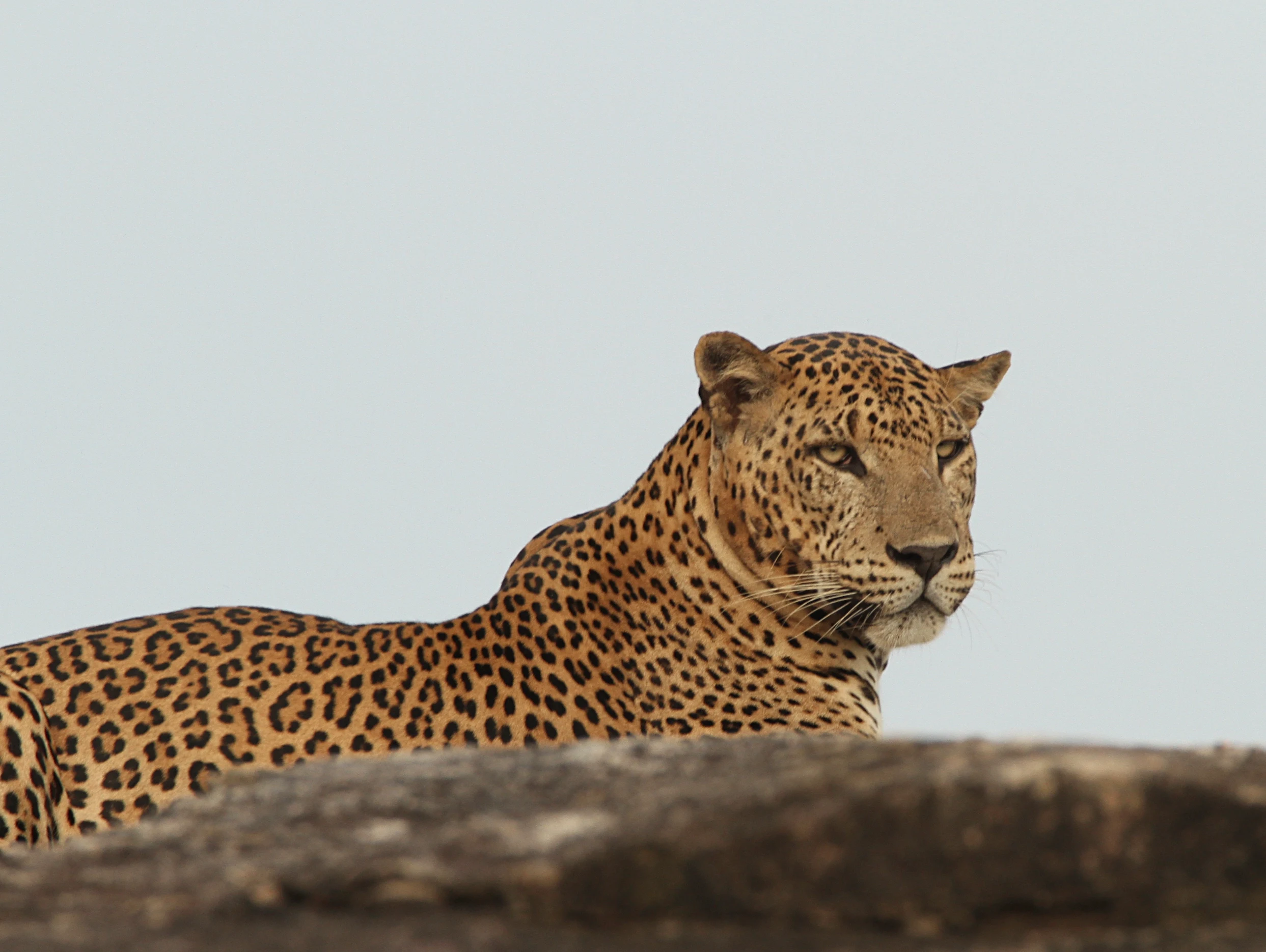 LK - Leopard Trails Yala - animal (4).webp