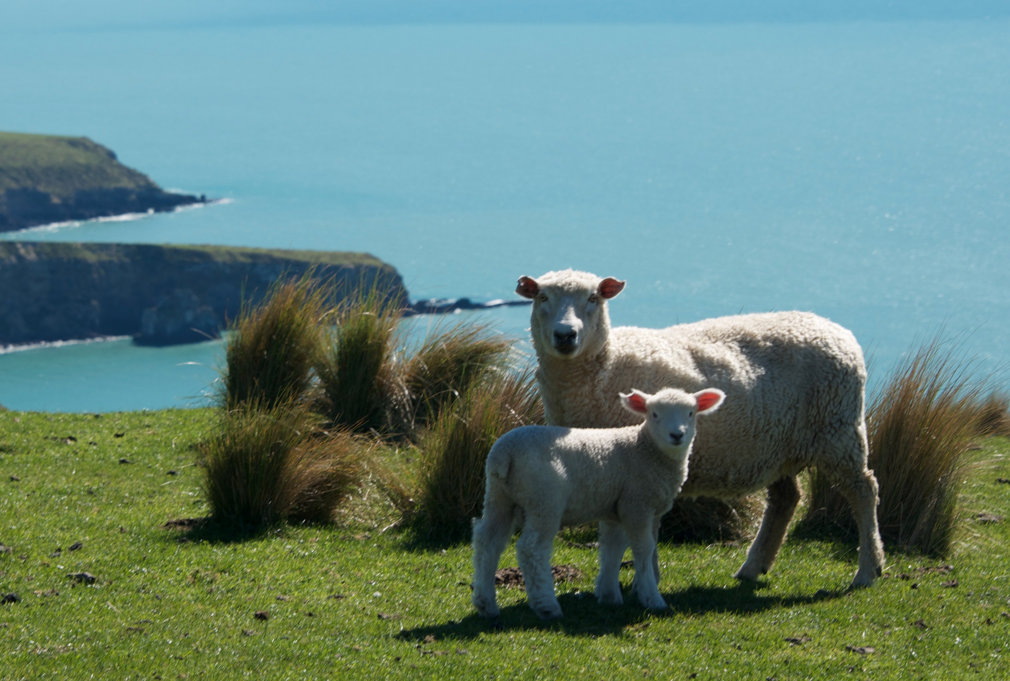 NZ - Annandale - Sheep.jpg