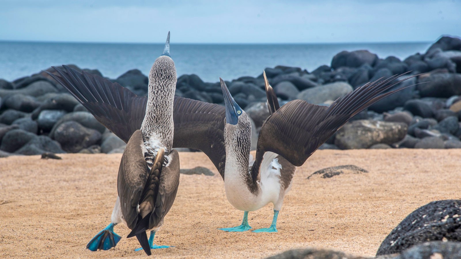 Ec - Finch Bay hotel two-blue-footed-boobies-big-15-1.jpg