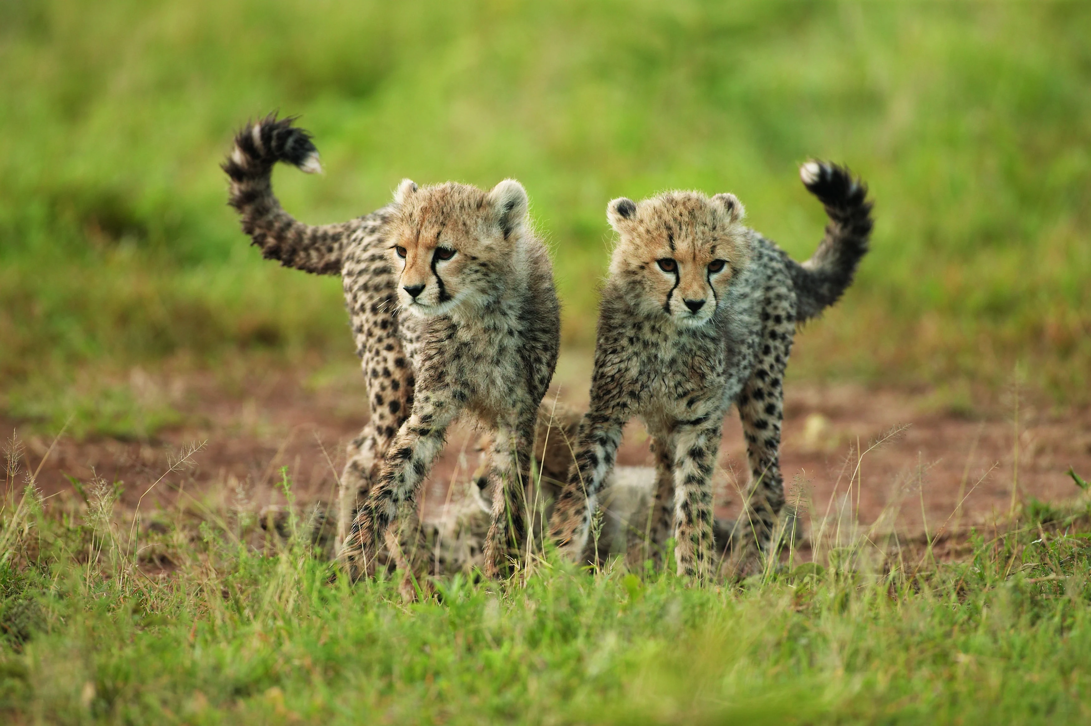 ZA - Singita Lebombo - Cheetah.webp