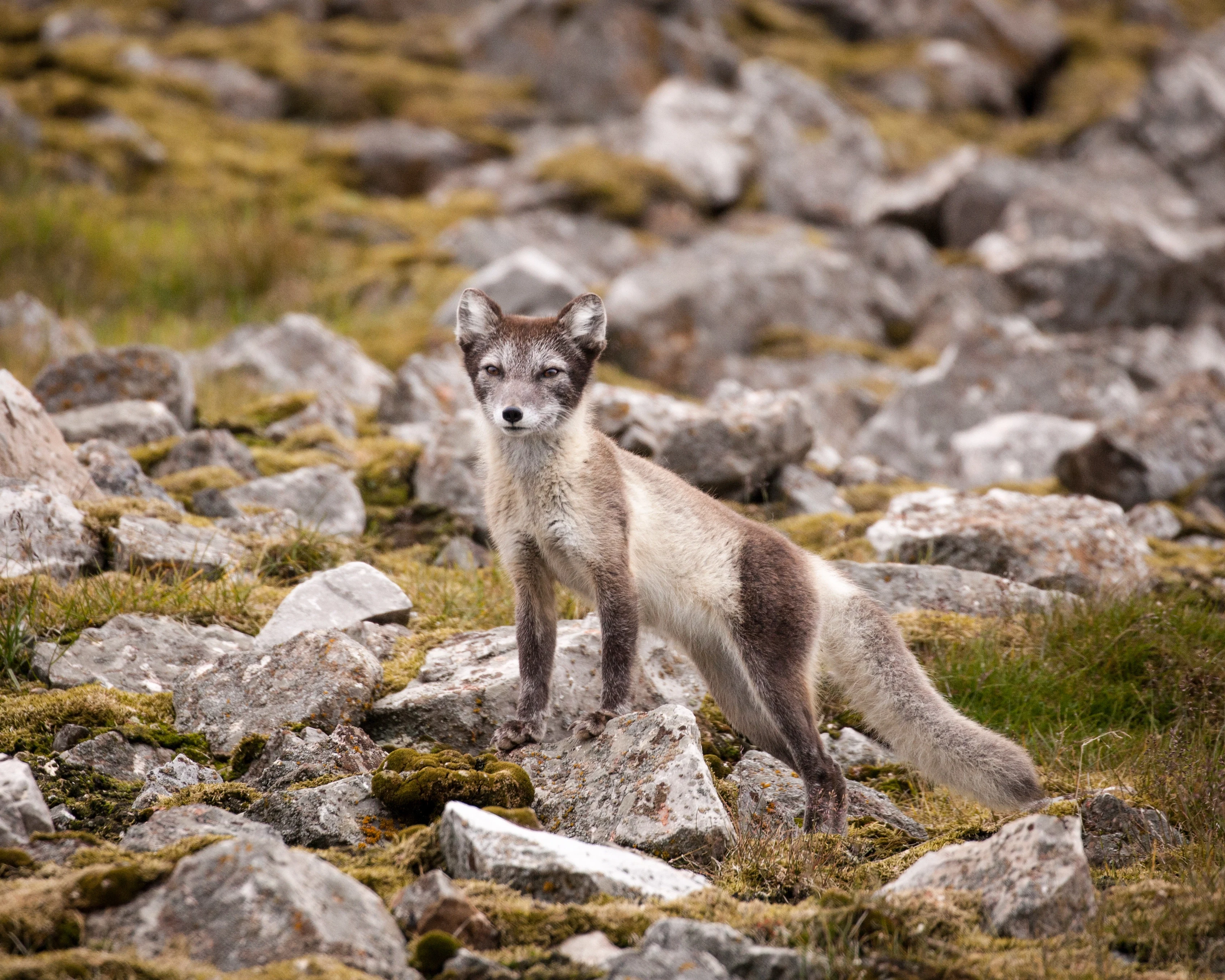 NO- Quark expeditions.arctic_fox_svalbard_acaciajohnson_1.webp