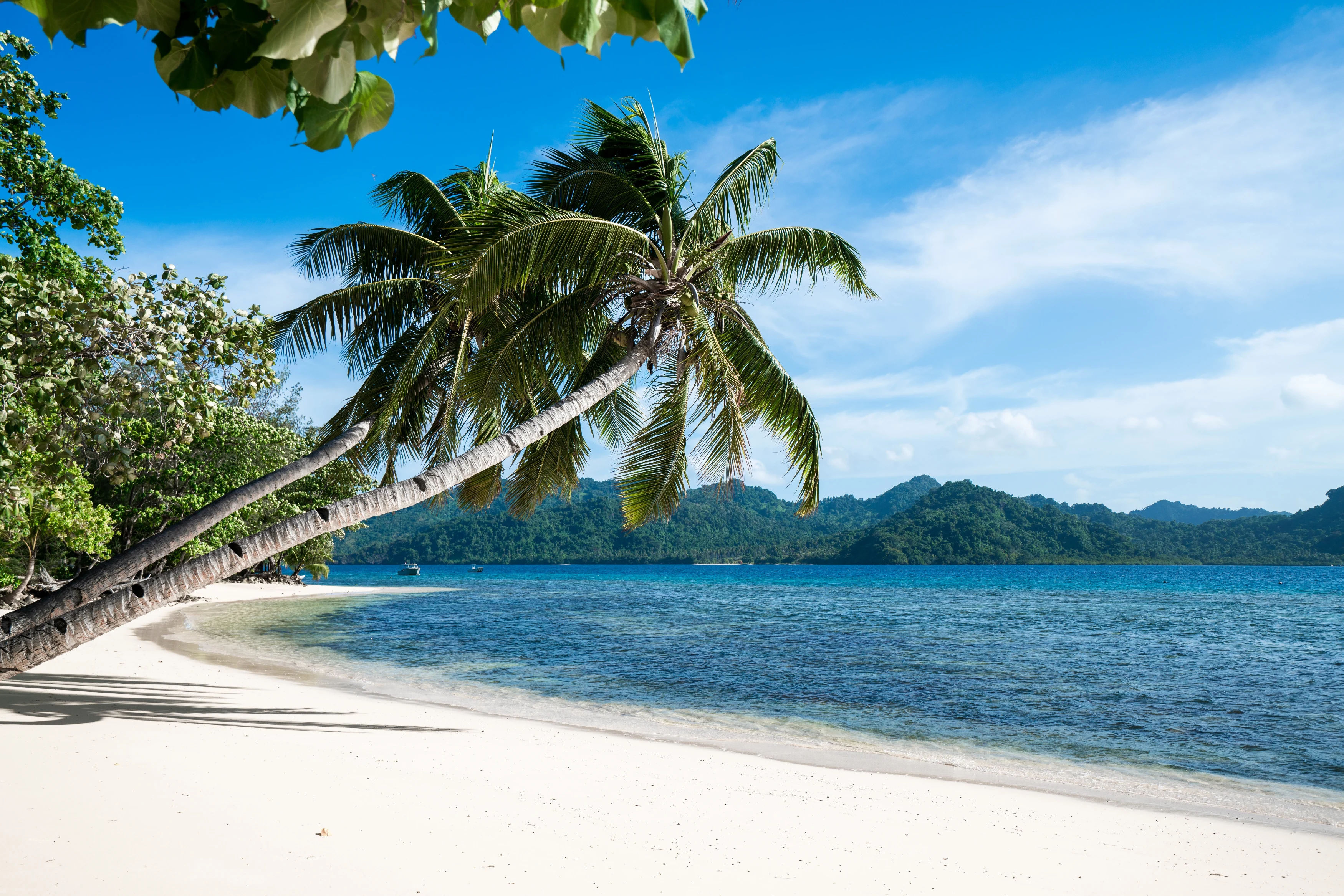 FJ-Algemeen beeld-beach palm tree.webp
