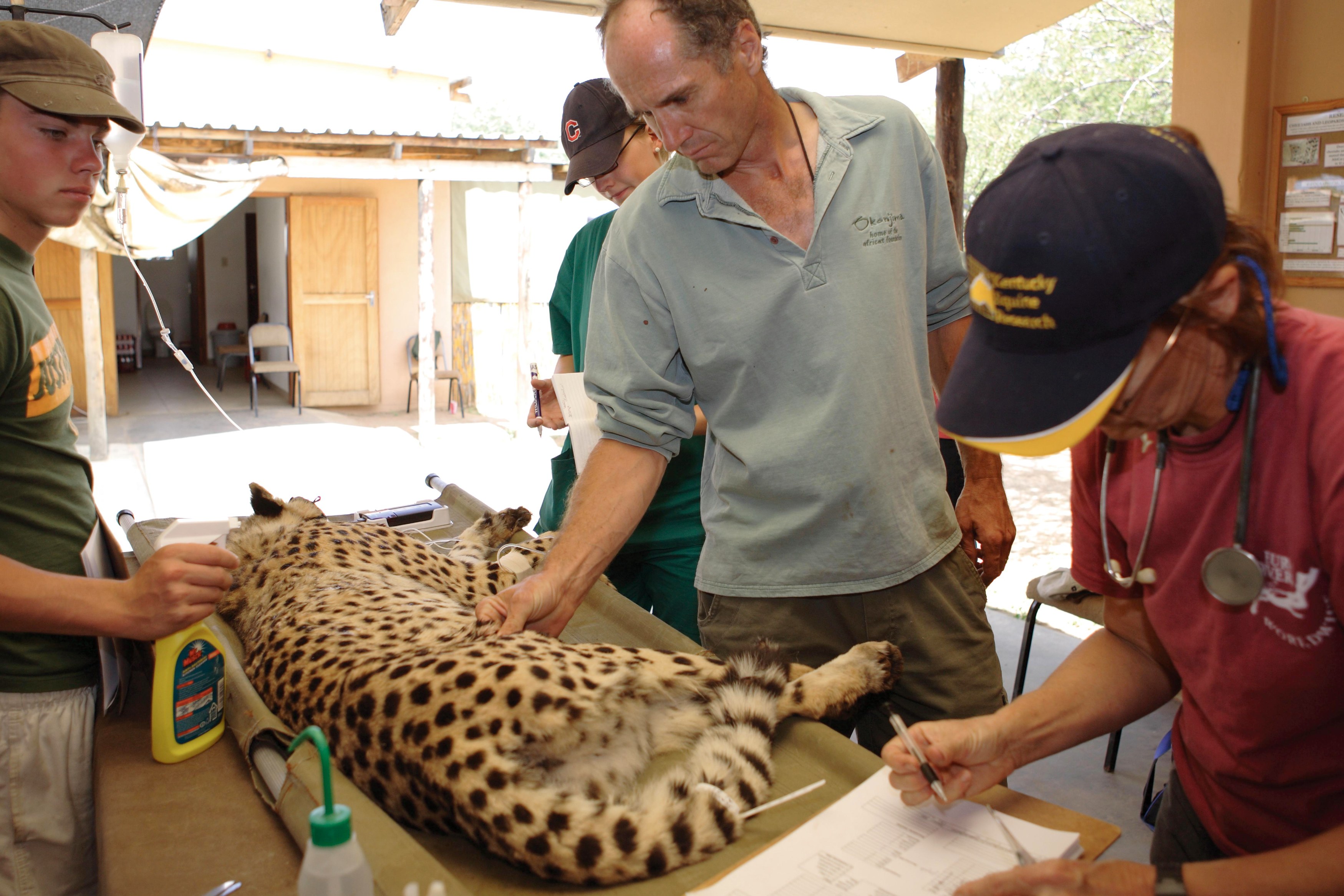NA-Okonjima- AfriCat Foundation at work (1).JPG