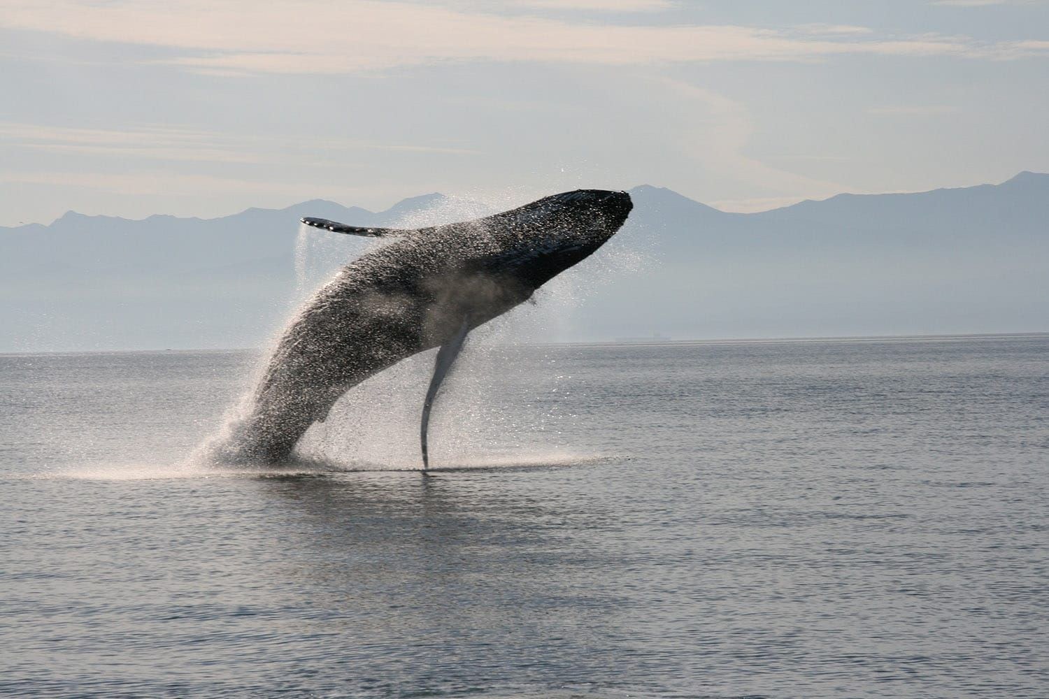 BR - Salvador Humpback Whales Praia do Forte.jpg