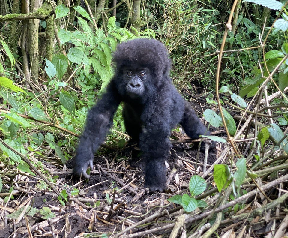 RW-Gorilla-baby.jpg