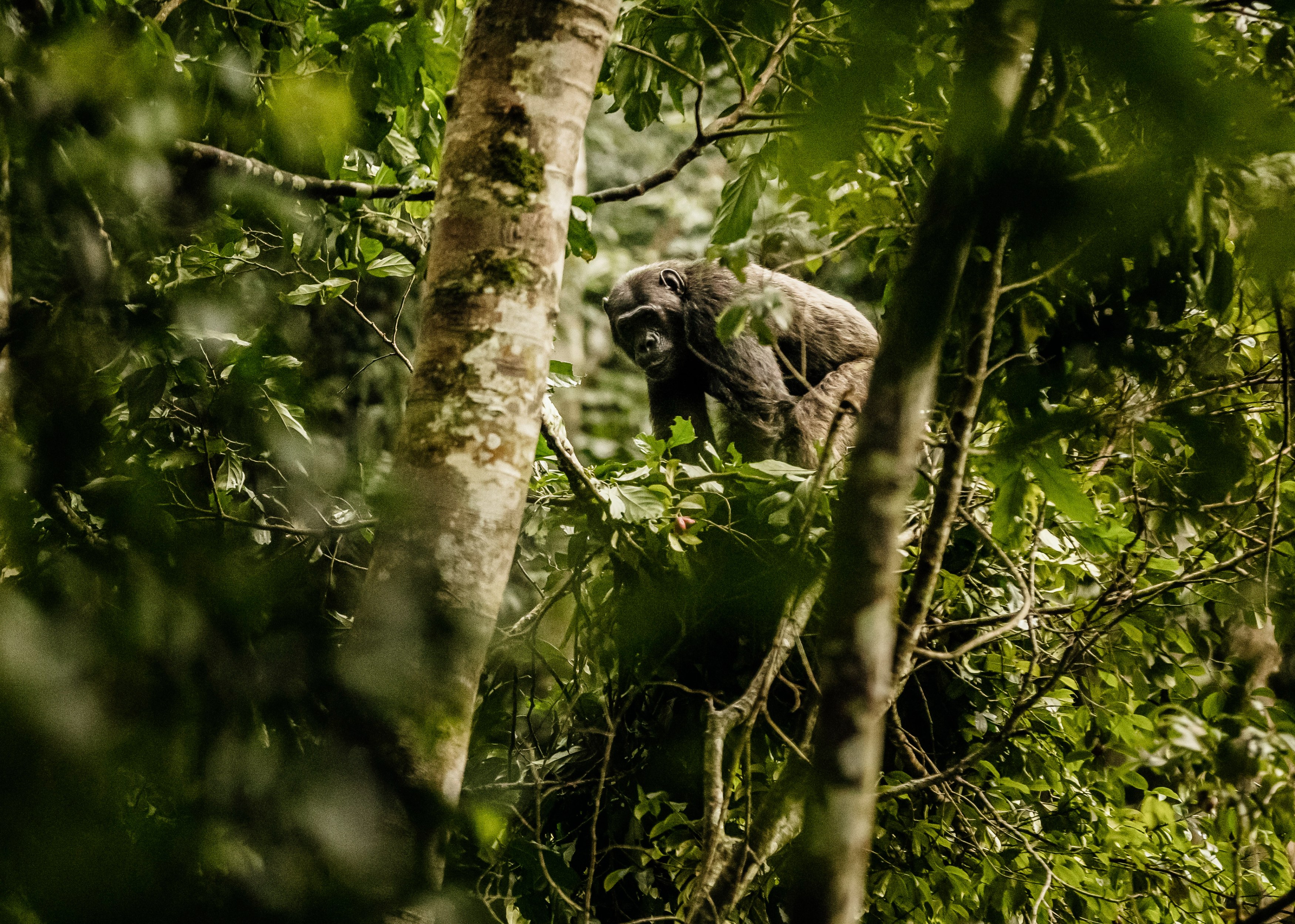 RW-Accommodatie-OandO-Nyungwe-House-Chimpanzee.jpg