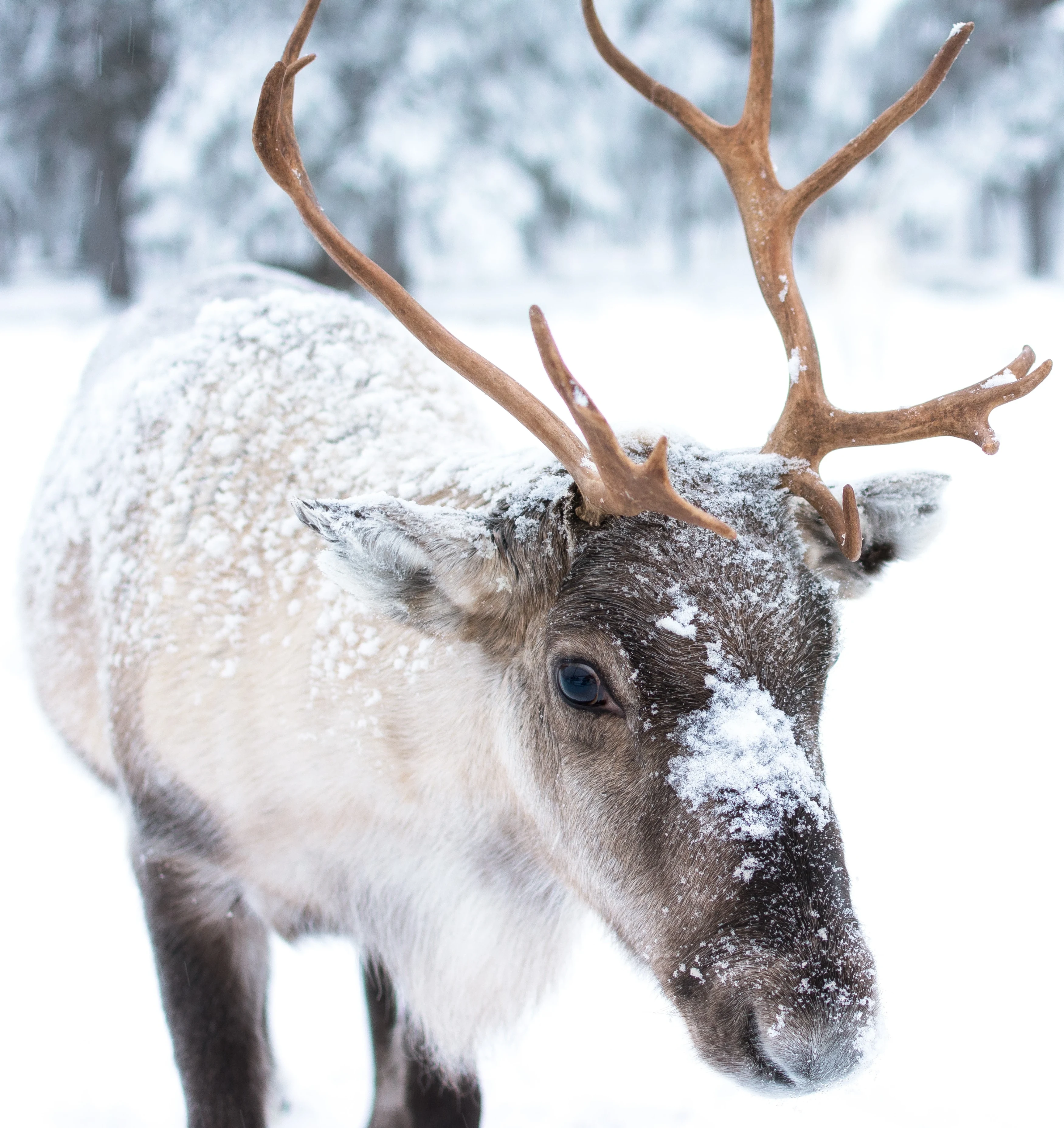 ZW- Raindeer- Istock - Lapland (1).webp