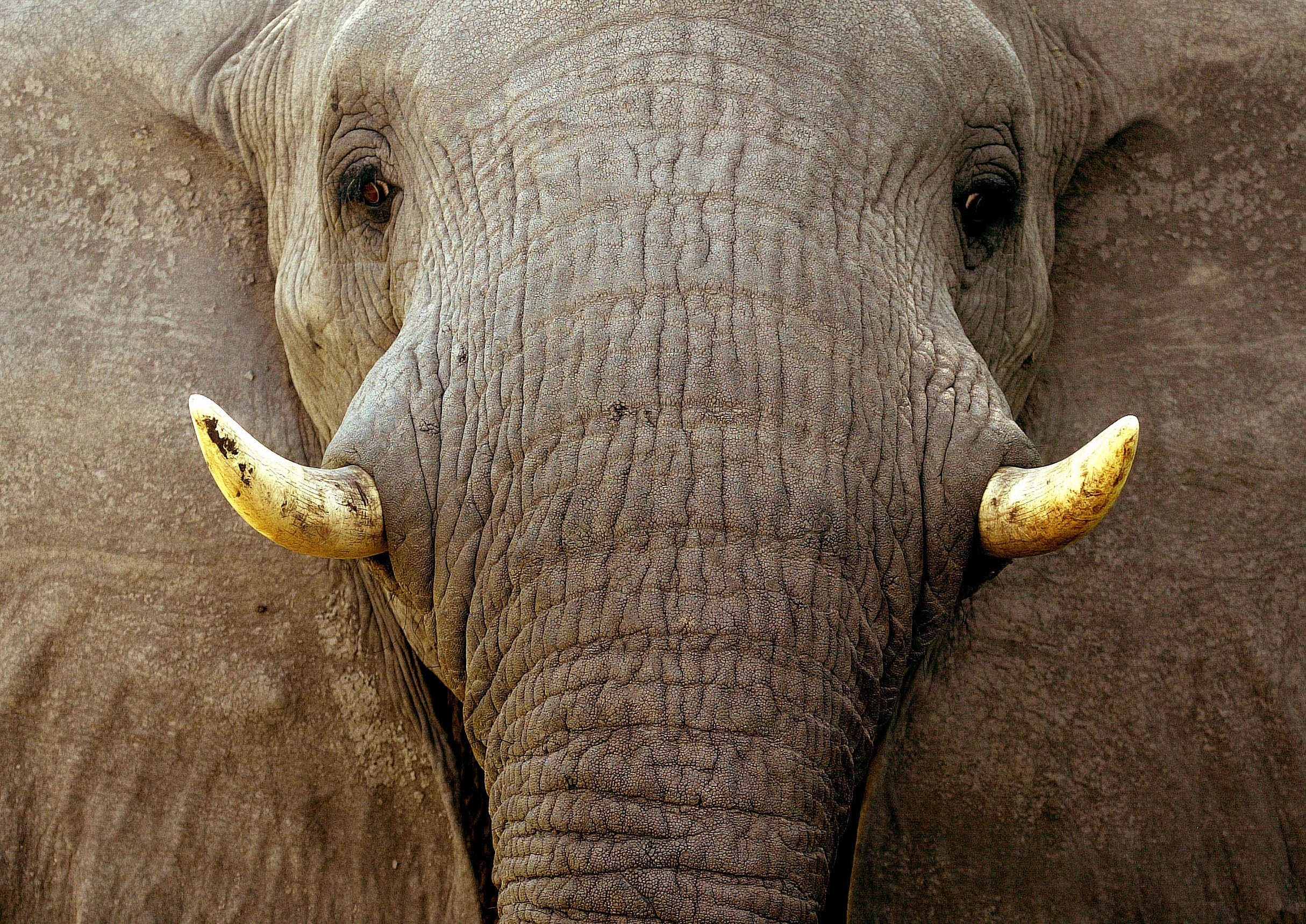 BW-Mombo Camp - Elephant.jpg