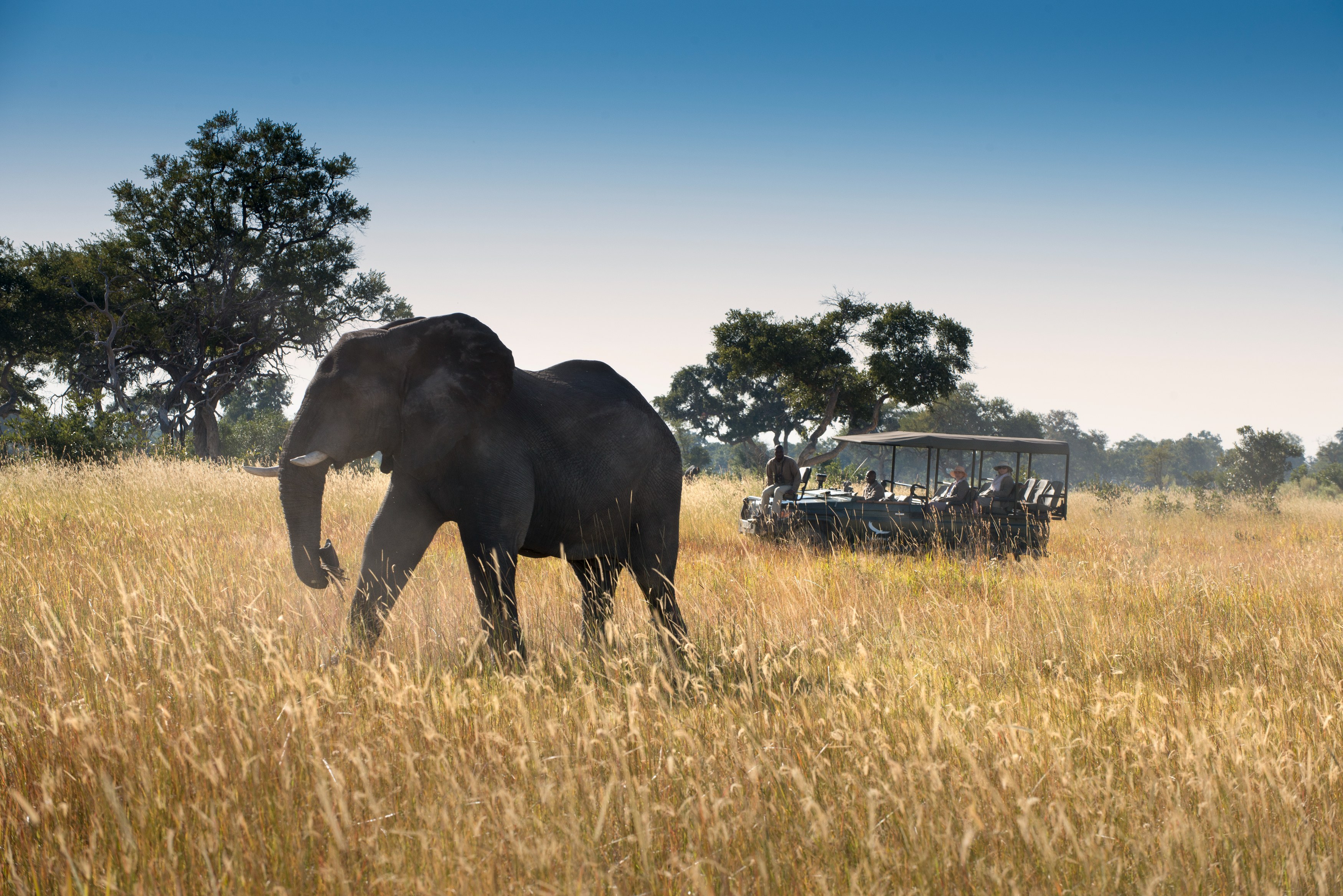 BW-Xaranna Okavango Delta Camp-Safari game drive elephant.jpg