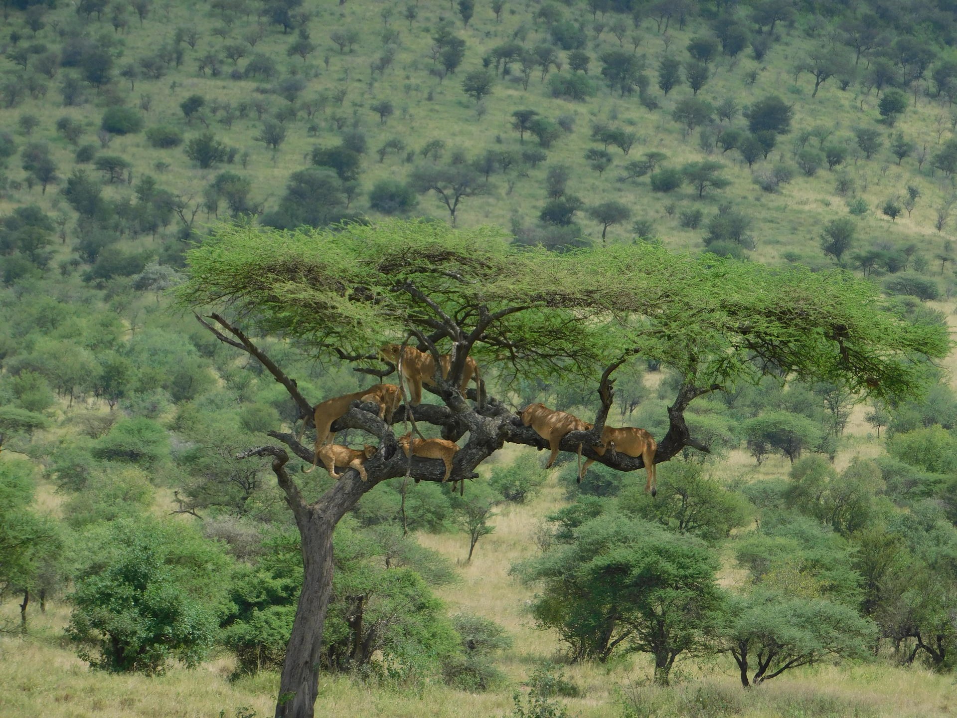 TZ-Usawa Serengeti-lions in tree.jpg