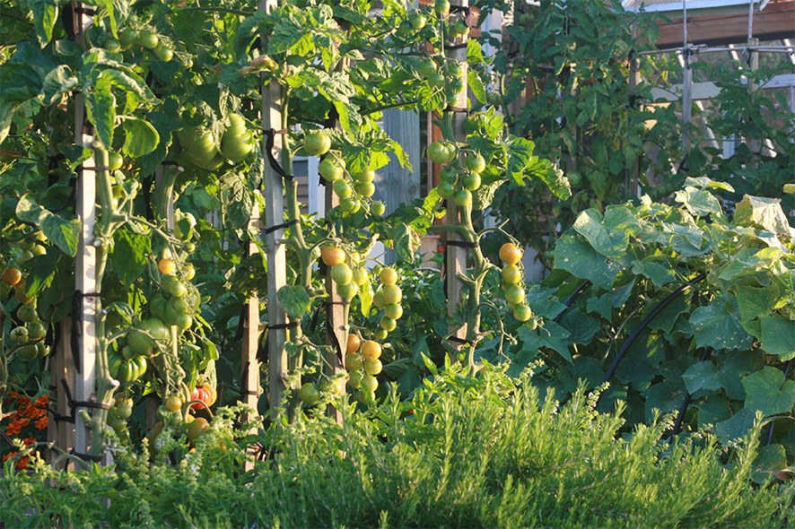 NZ - The Boatshed - Vegetables from garden.jpg