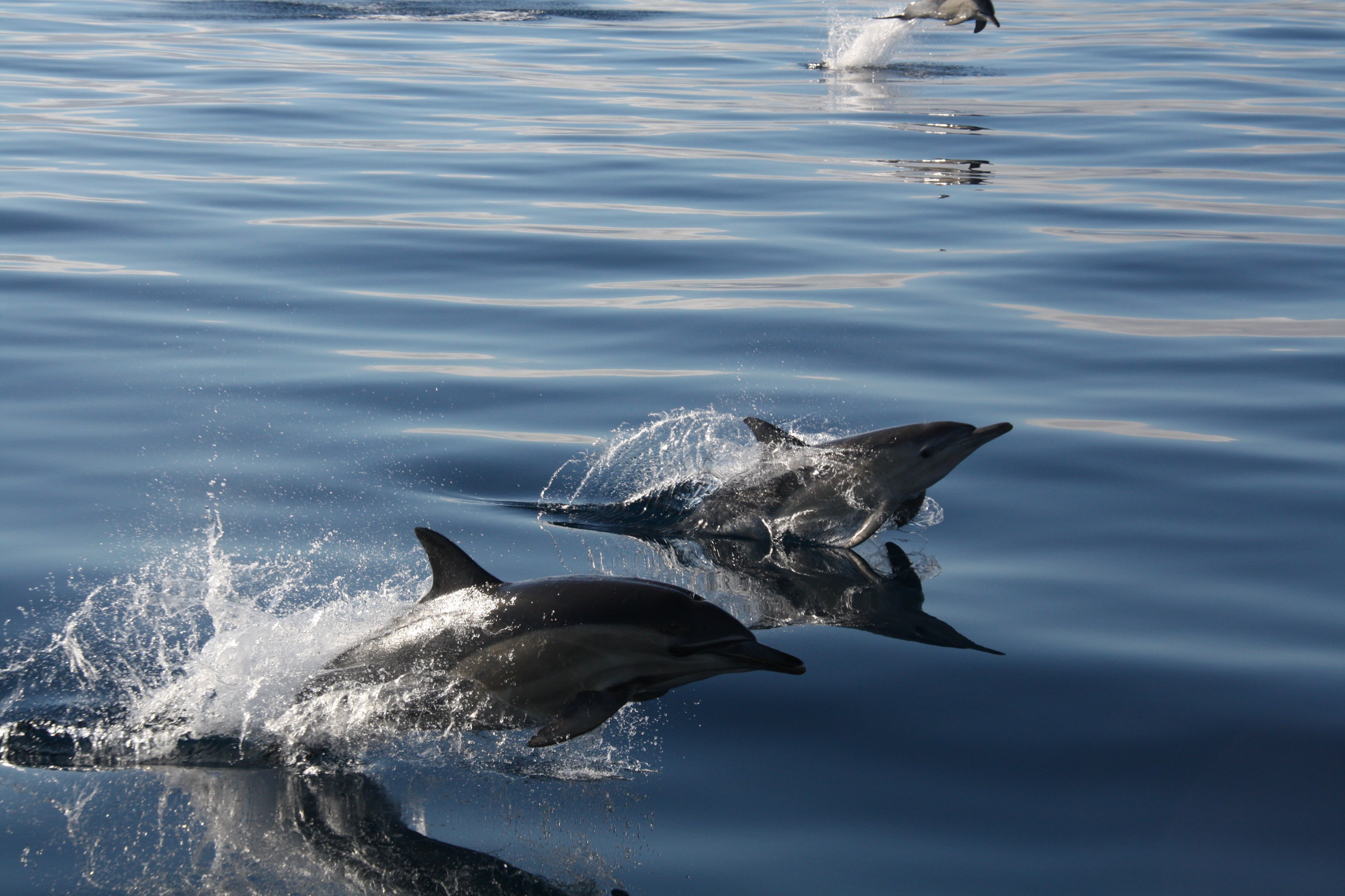 NZ - Abel Tasman NP - Dolphins.JPG