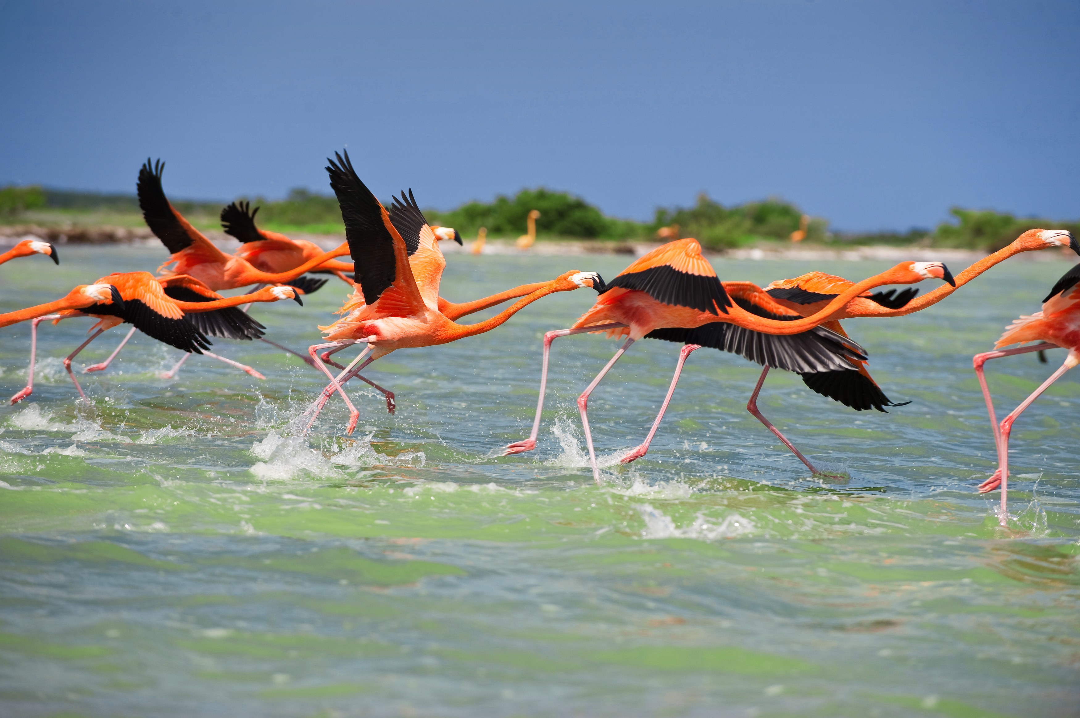 MX - Merida - Celestun - Flamingo (3).JPG