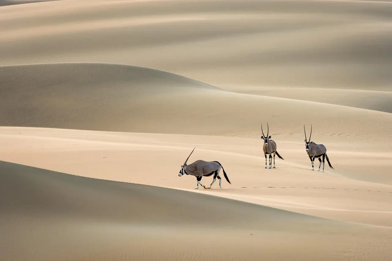 NA-Serra Cafema-oryx2.webp